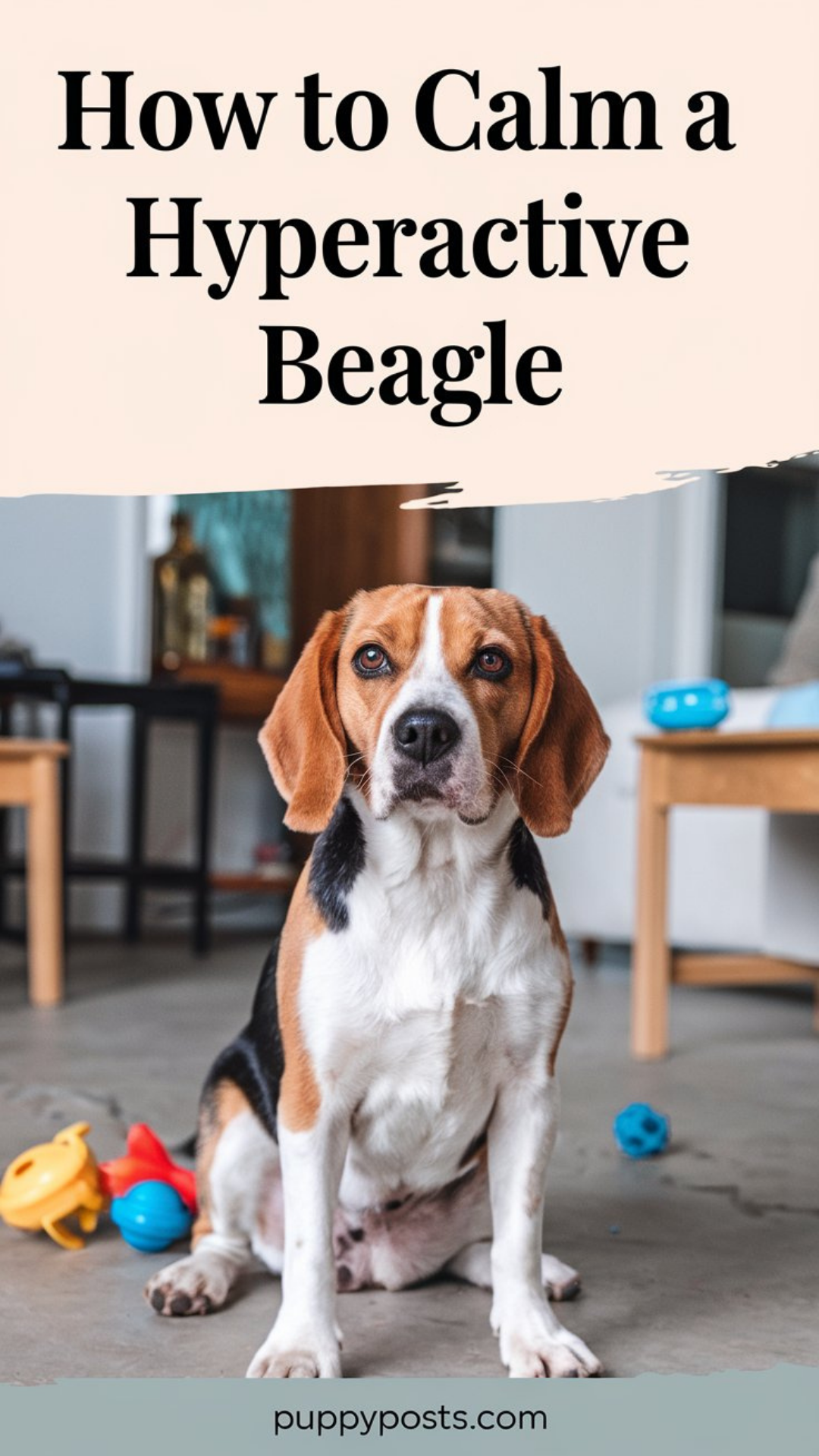 How to calm a hyperactive Beagle How to calm a hyperactive Beagle