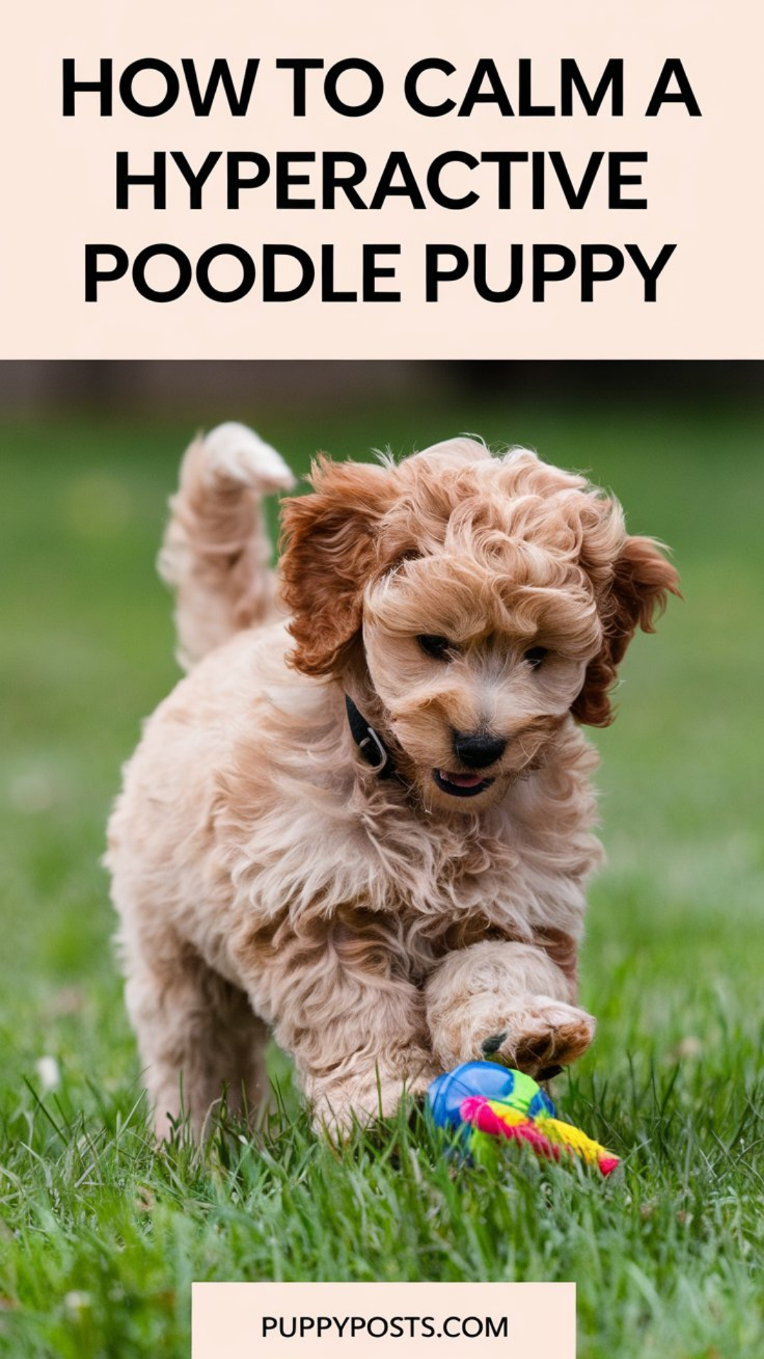 How to calm a hyperactive Poodle How to calm a hyperactive Poodle