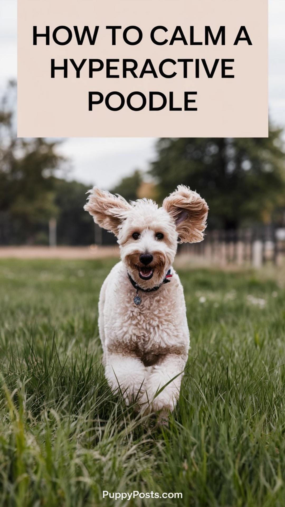 How to calm a hyperactive Poodle How to calm a hyperactive Poodle