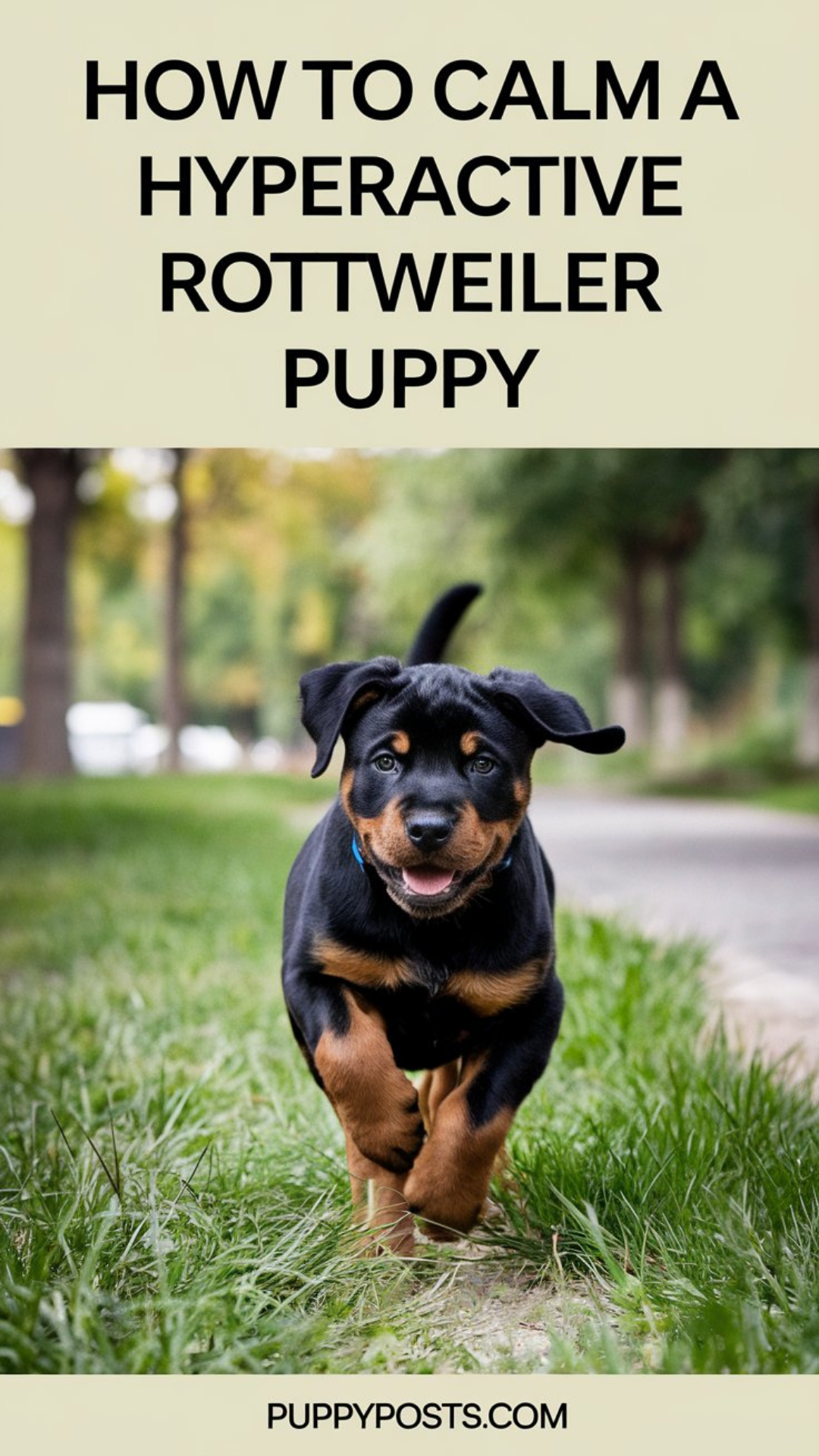 How to calm a hyperactive Rottweiler puppy How to calm a hyperactive Rottweiler puppy