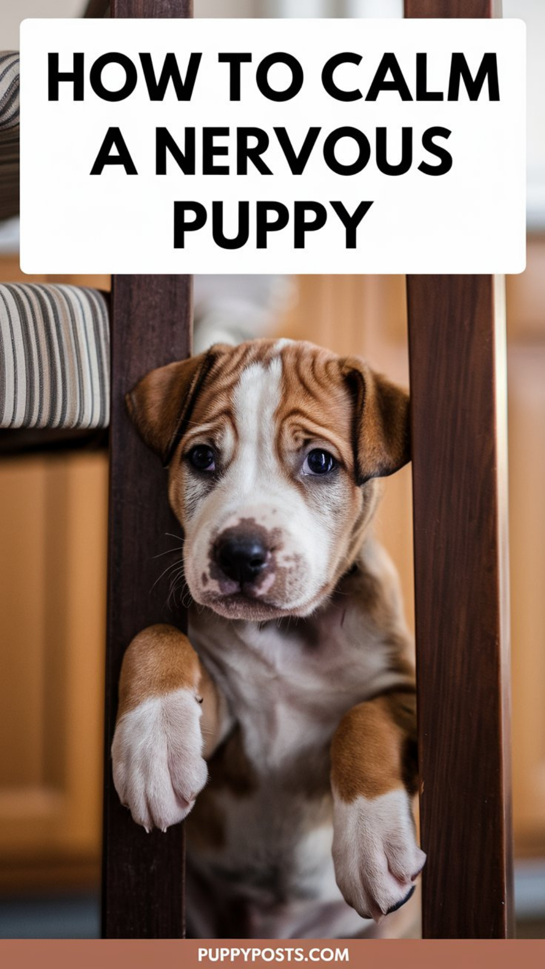 How to calm a nervous puppy How to calm a nervous puppy