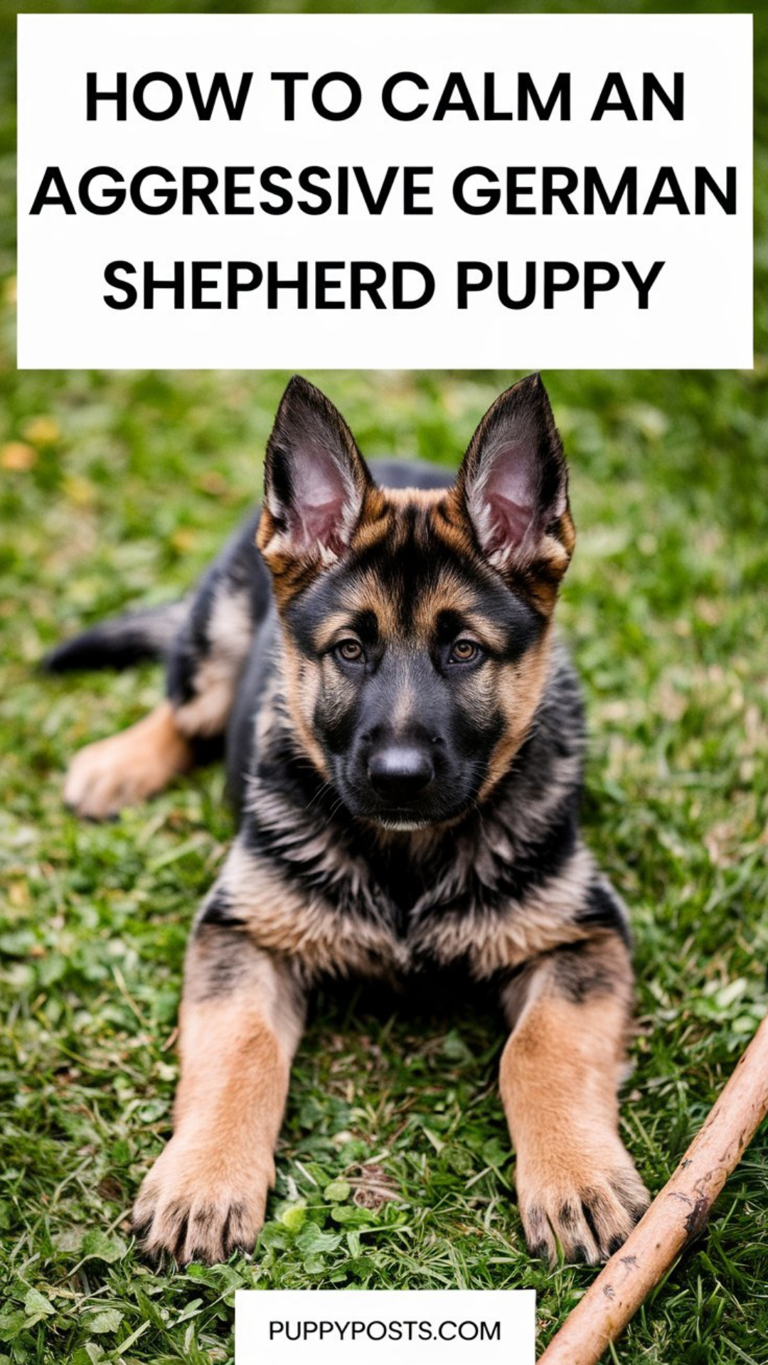 How to calm an aggressive German Shepherd puppy How to calm an aggressive German Shepherd puppy