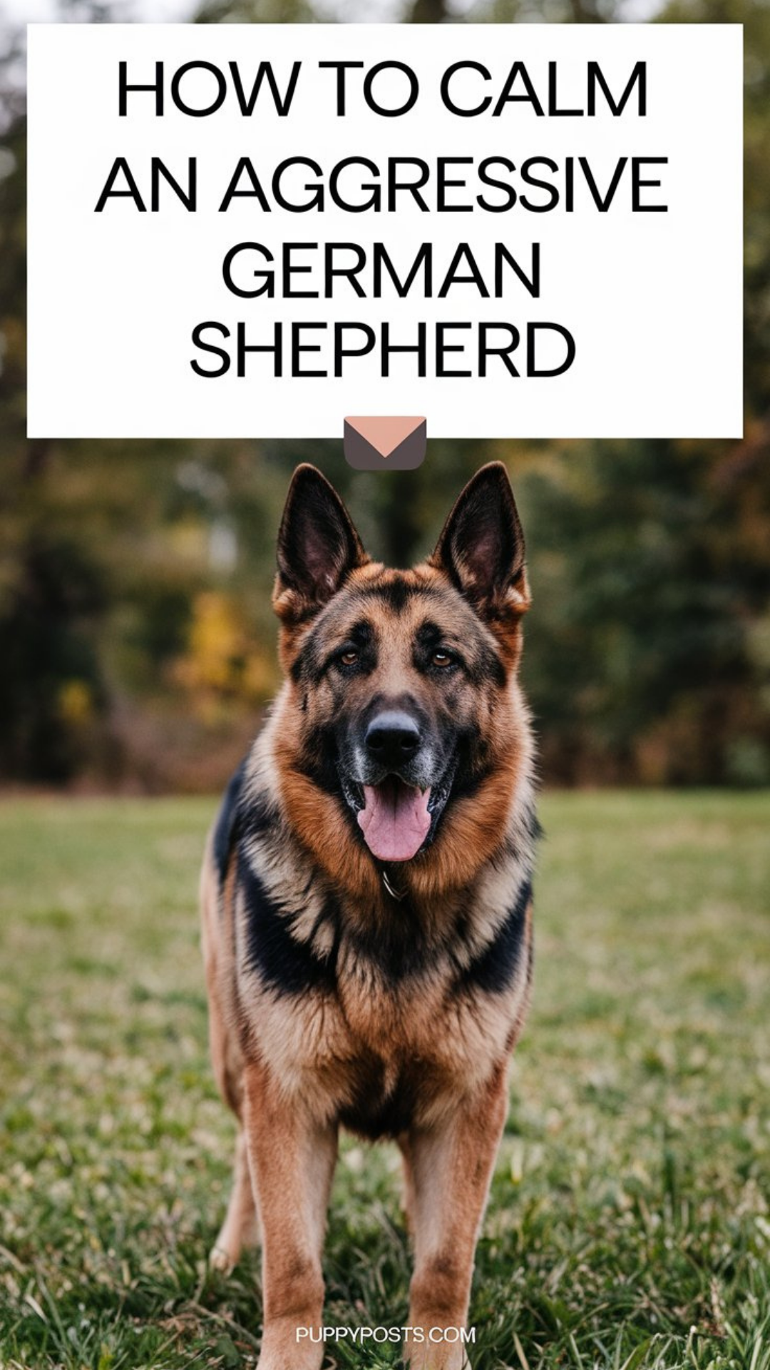How to calm an aggressive German Shepherd How to calm an aggressive German Shepherd