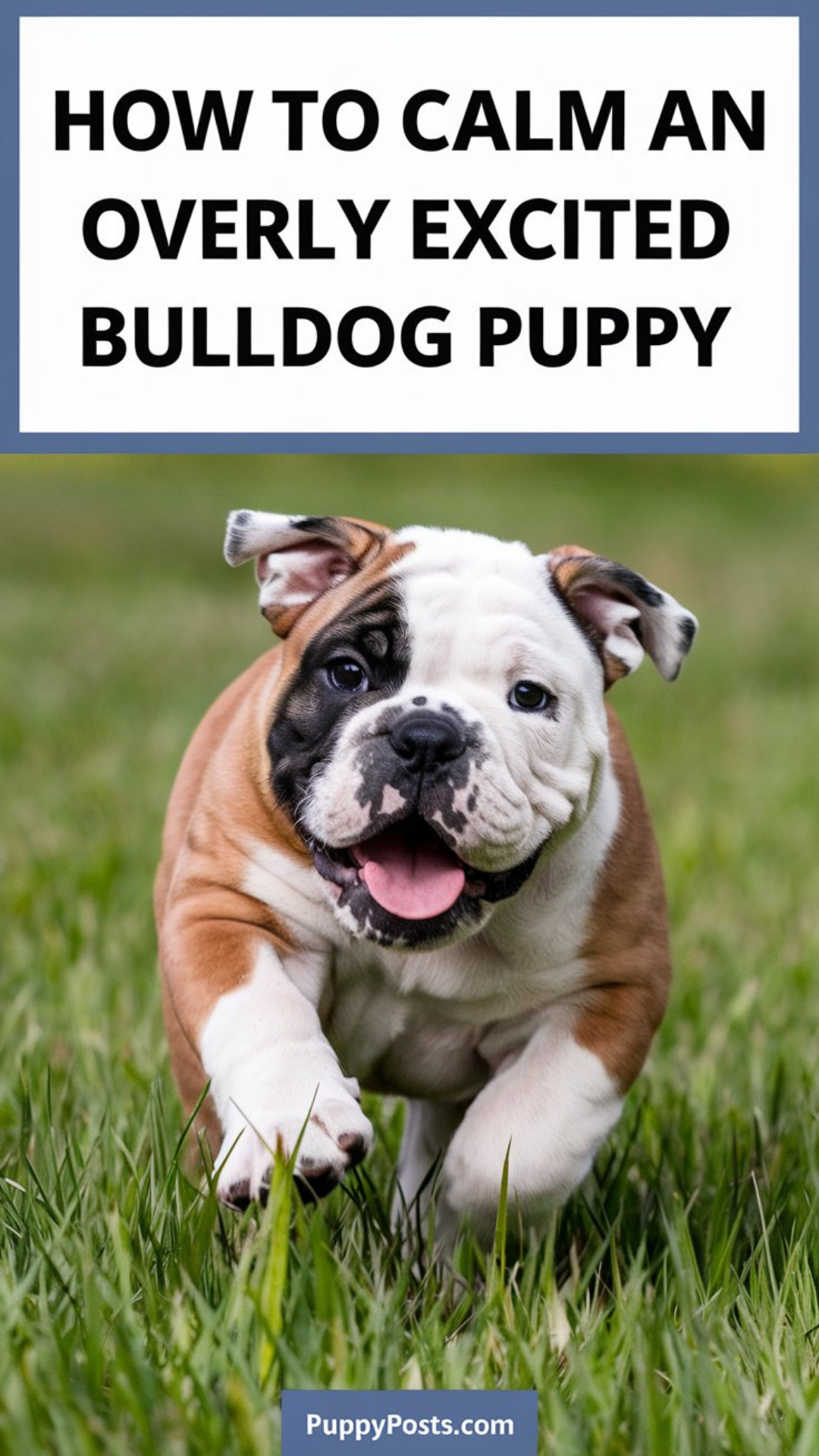 How to calm an overly excited Bulldog puppy How to calm an overly excited Bulldog puppy