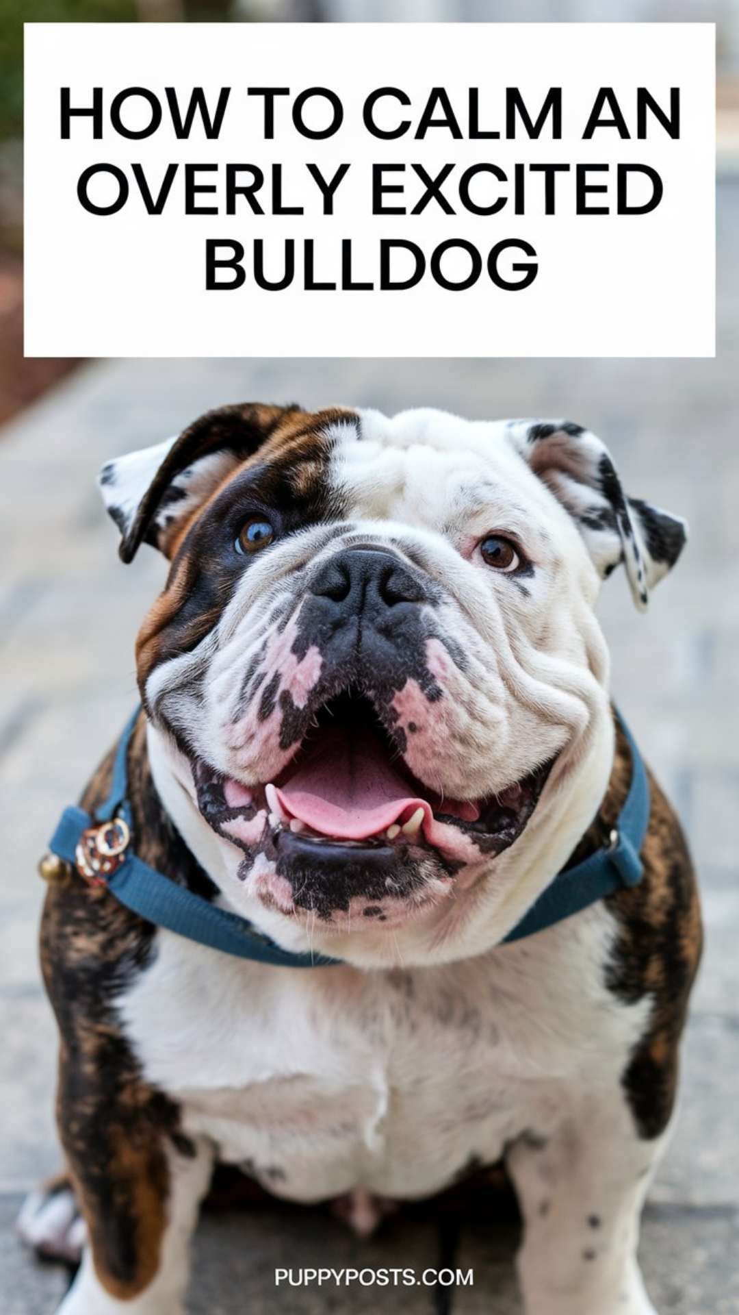 How to calm an overly excited Bulldog How to calm an overly excited Bulldog