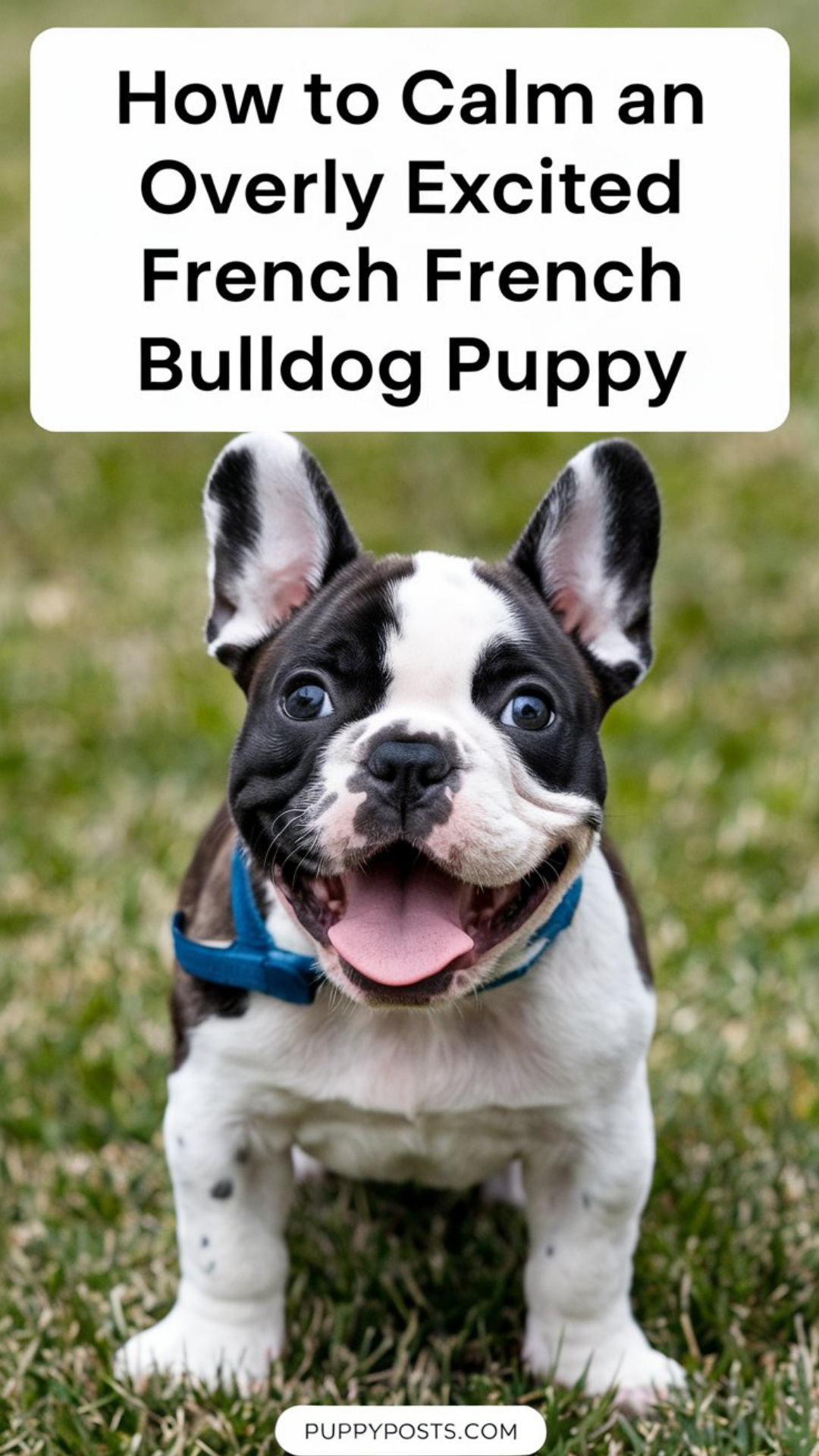 How to calm an overly excited French Bulldog puppy How to calm an overly excited French Bulldog puppy