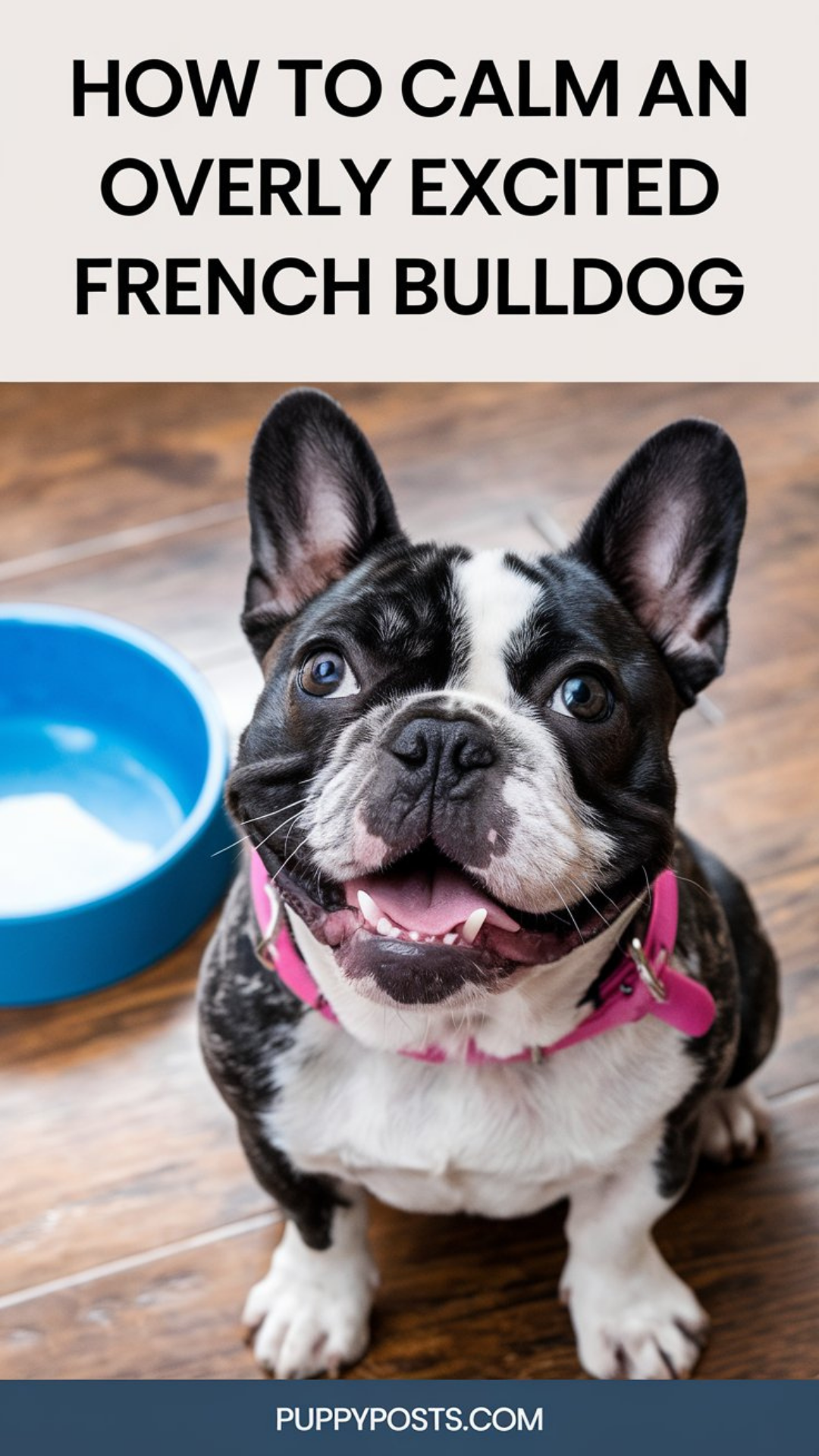 How to calm an overly excited French Bulldog How to calm an overly excited French Bulldog