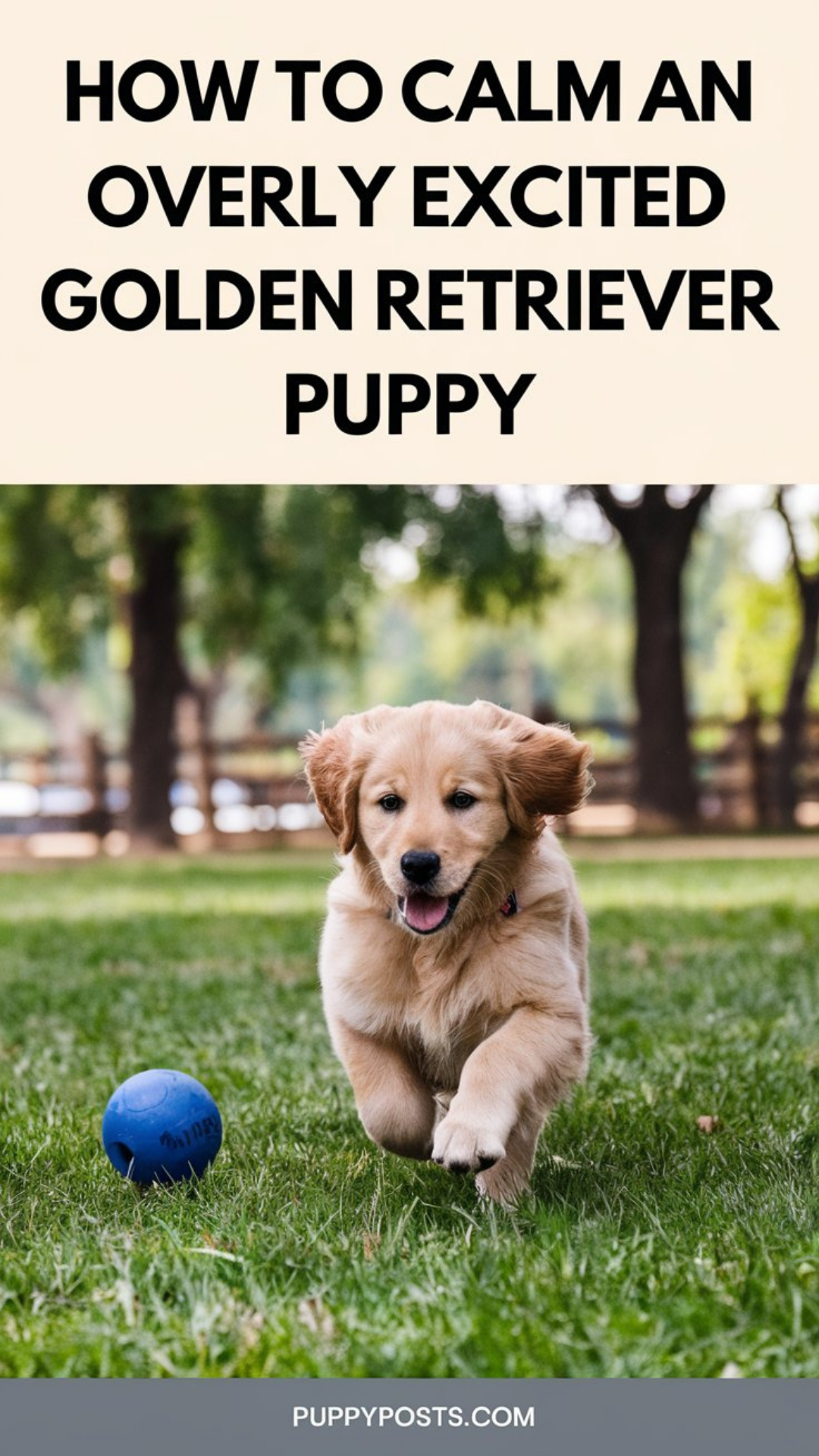 How to calm an overly excited Golden Retriever puppy How to calm an overly excited Golden Retriever puppy
