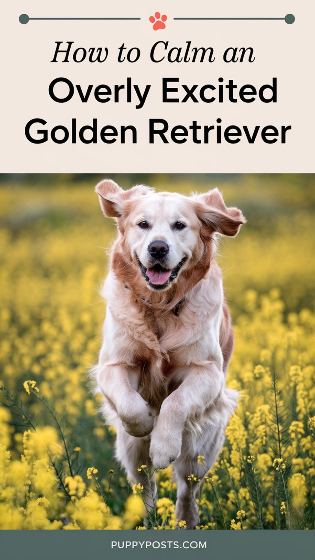 How to calm an overly excited Golden Retriever How to calm an overly excited Golden Retriever