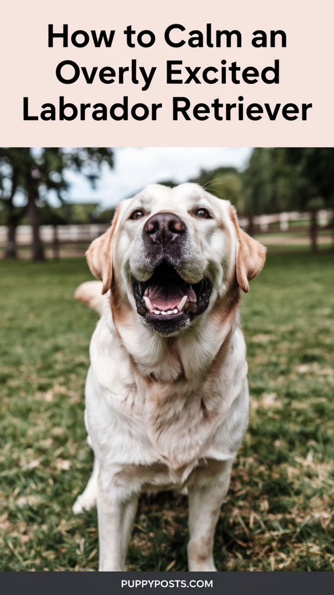 How to calm an overly excited Labrador Retriever How to calm an overly excited Labrador Retriever