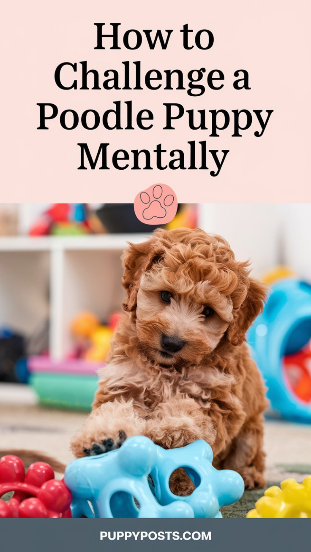 How to challenge a Poodle puppy mentally How to challenge a Poodle puppy mentally