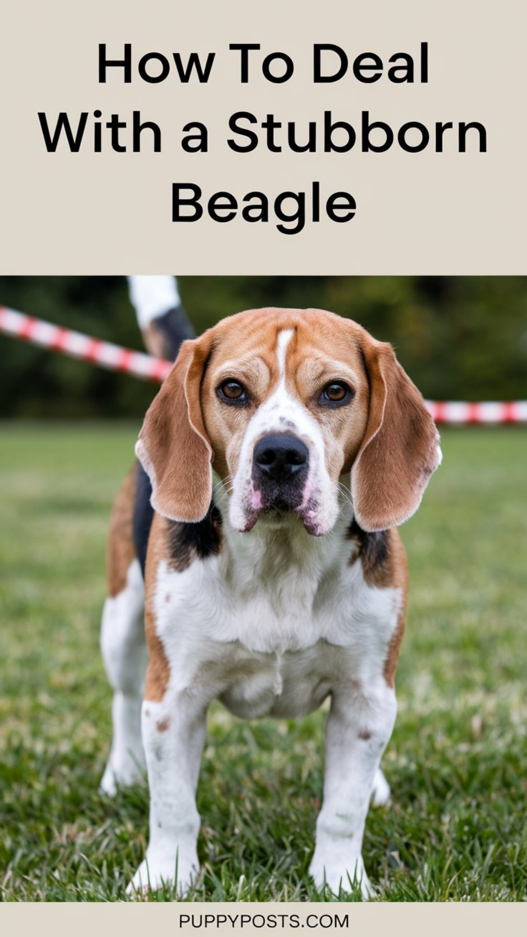 How to deal with a stubborn Beagle How to deal with a stubborn Beagle