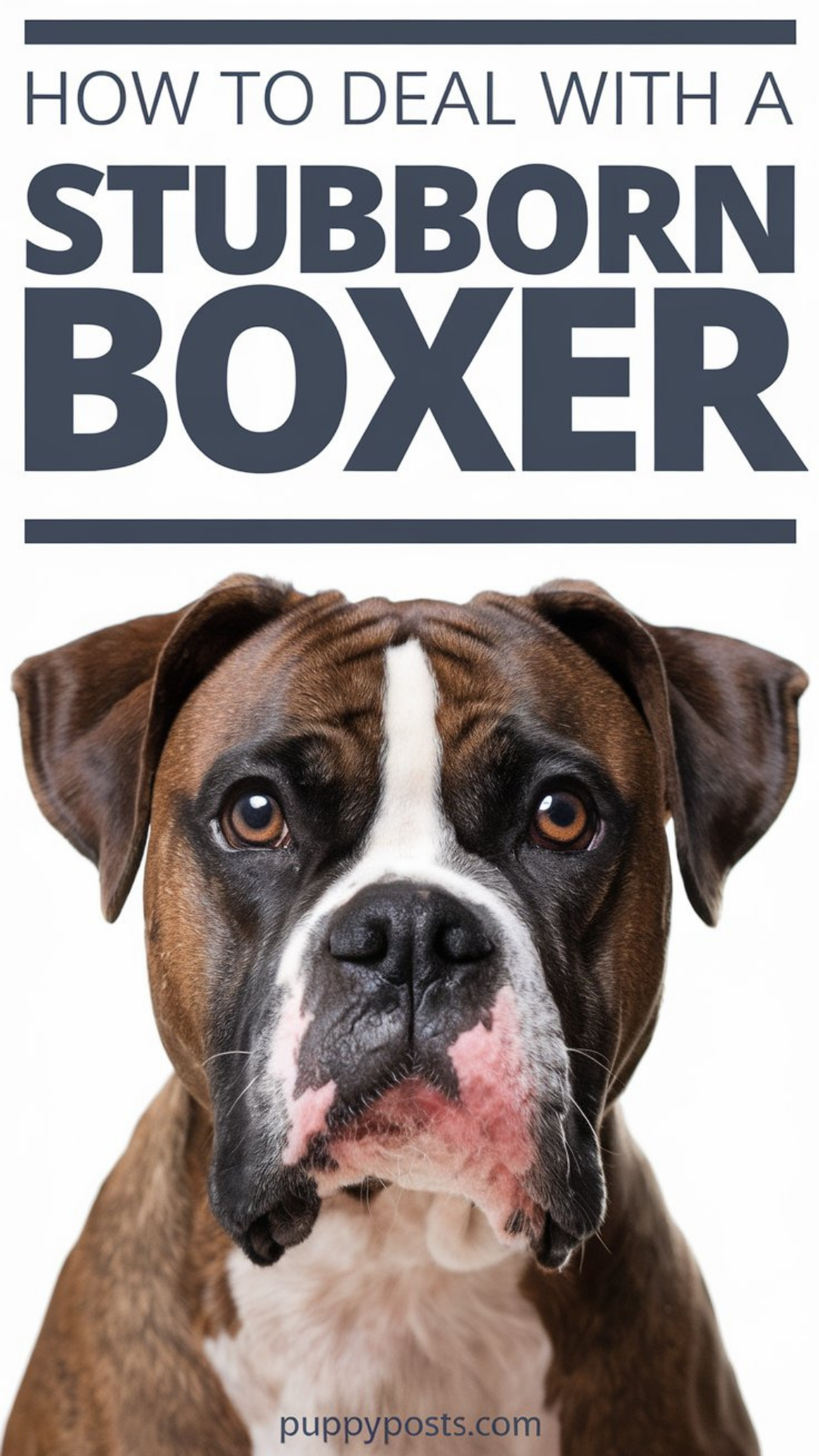 How to deal with a stubborn Boxer How to deal with a stubborn Boxer