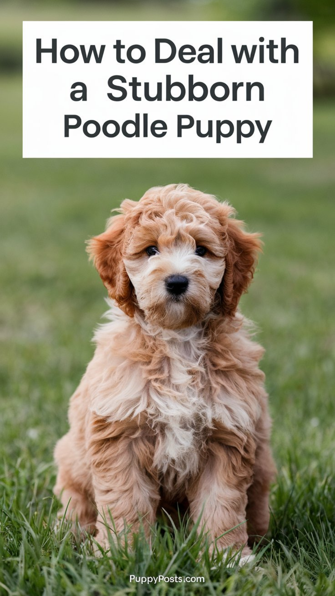 How to deal with a stubborn Poodle puppy How to deal with a stubborn Poodle puppy