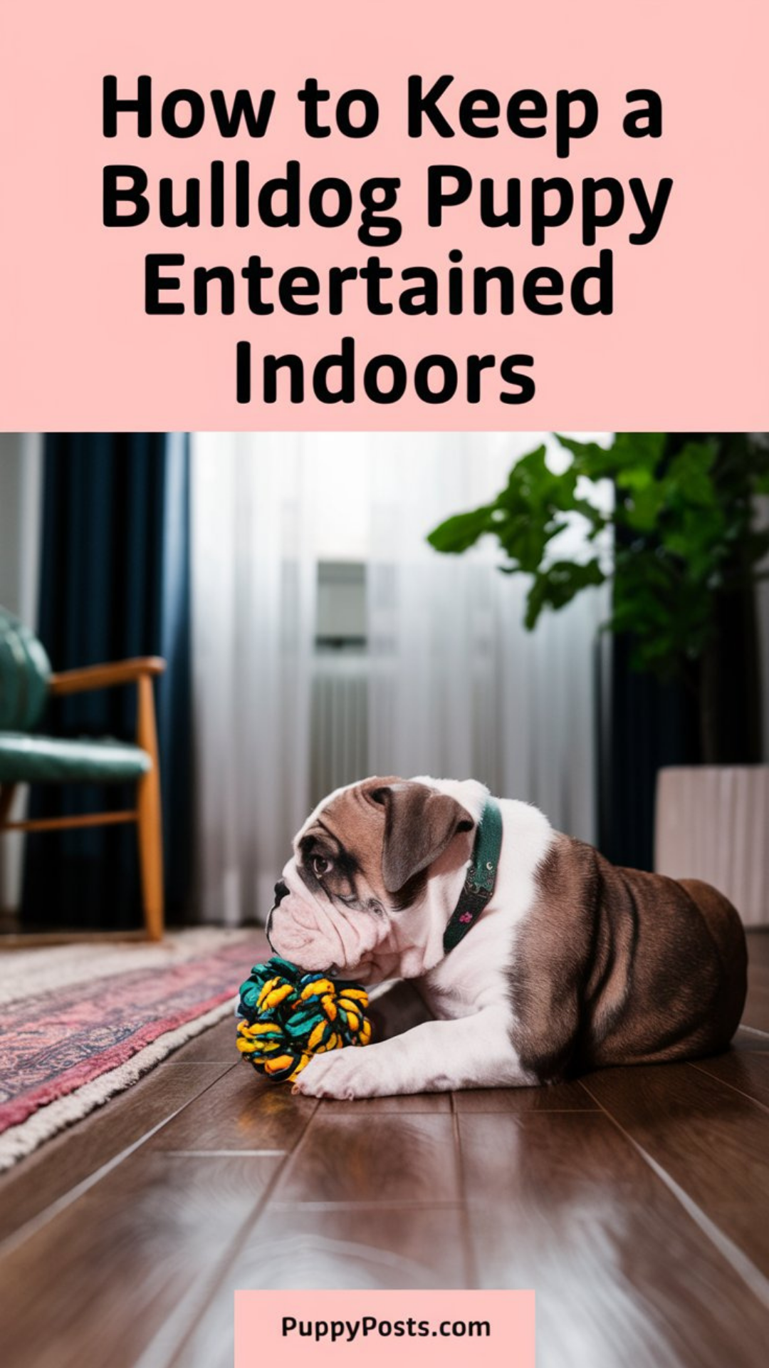 How to keep a Bulldog puppy entertained indoors How to keep a Bulldog puppy entertained indoors