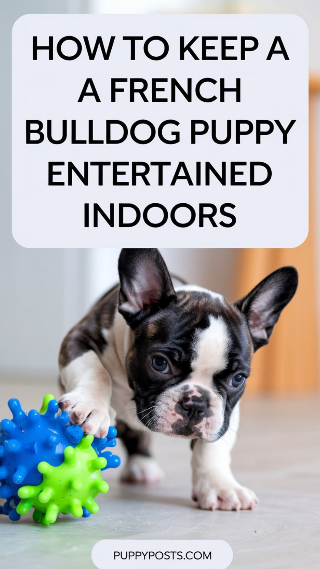 How to keep a French Bulldog entertained indoors How to keep a French Bulldog entertained indoors
