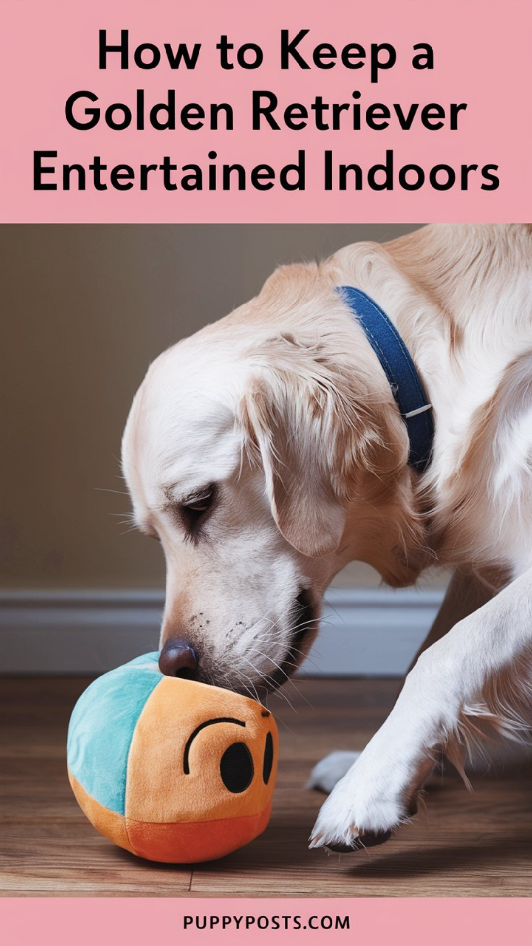 How to keep a Golden Retriever entertained indoors How to keep a Golden Retriever entertained indoors