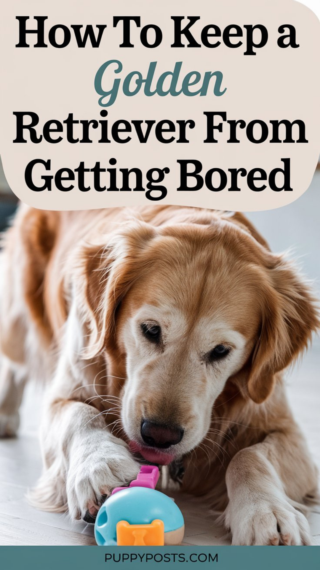 How to keep a Golden Retriever from getting bored How to keep a Golden Retriever from getting bored