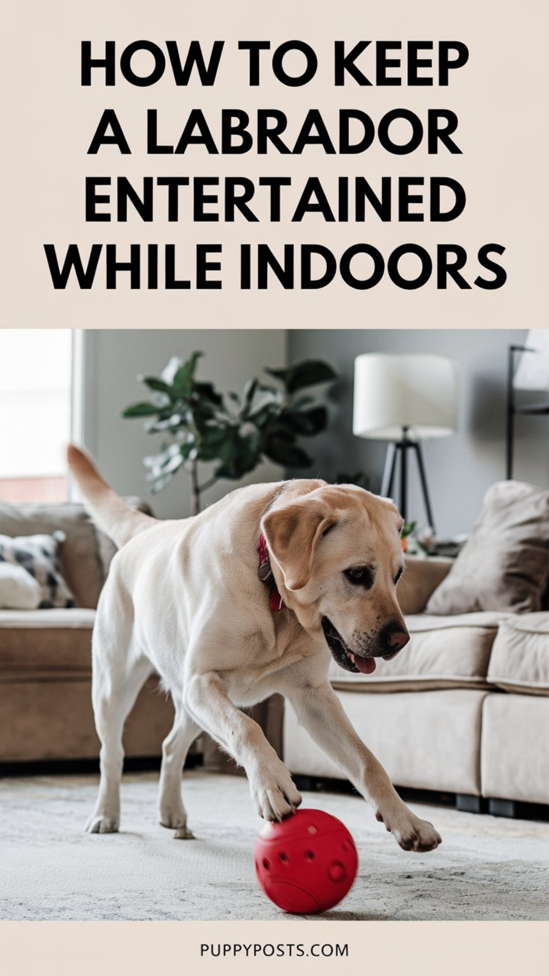 How to keep a Labrador entertained while indoors How to keep a Labrador entertained while indoors
