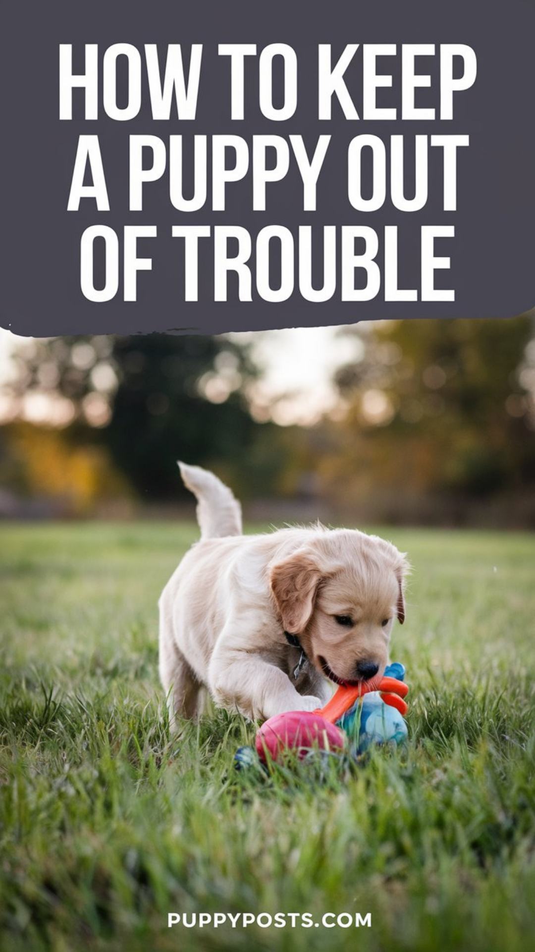 How to keep a puppy out of trouble How to keep a puppy out of trouble