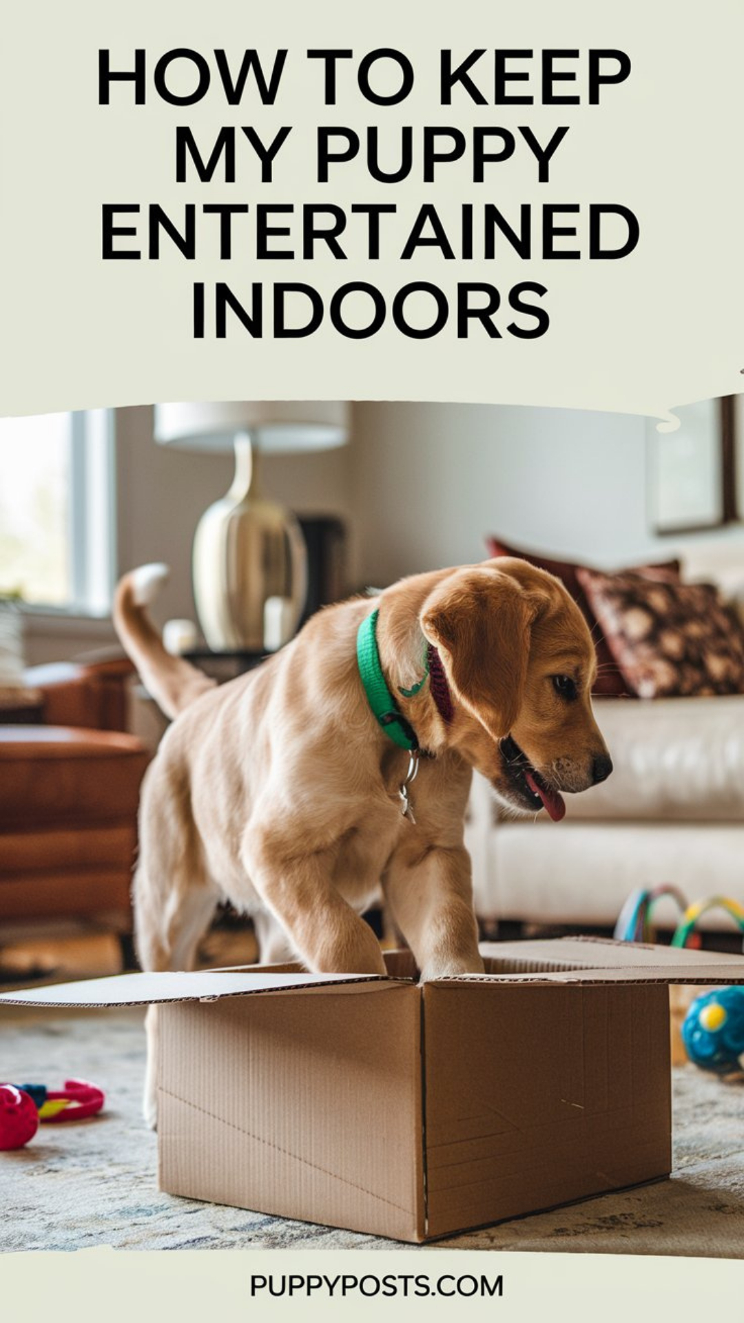 How to keep my puppy entertained indoors How to keep my puppy entertained indoors