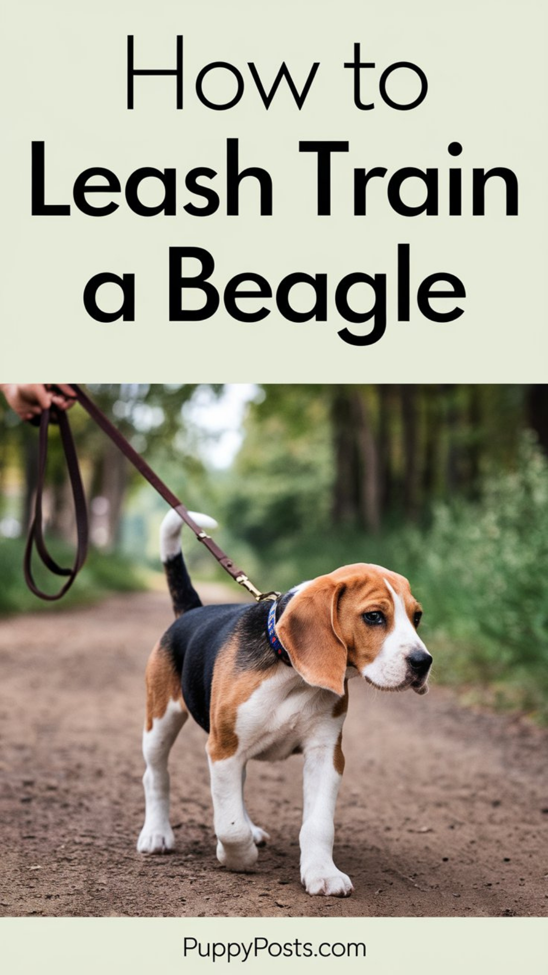 How to leash train a Beagle