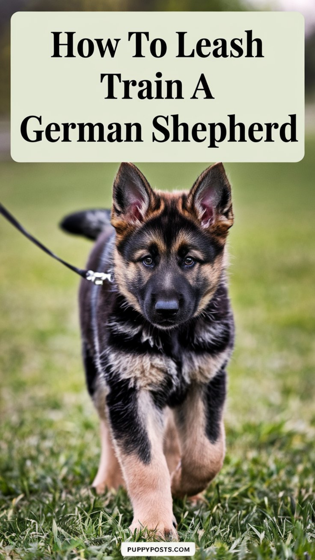 How to leash train a German Shepherd How to leash train a German Shepherd