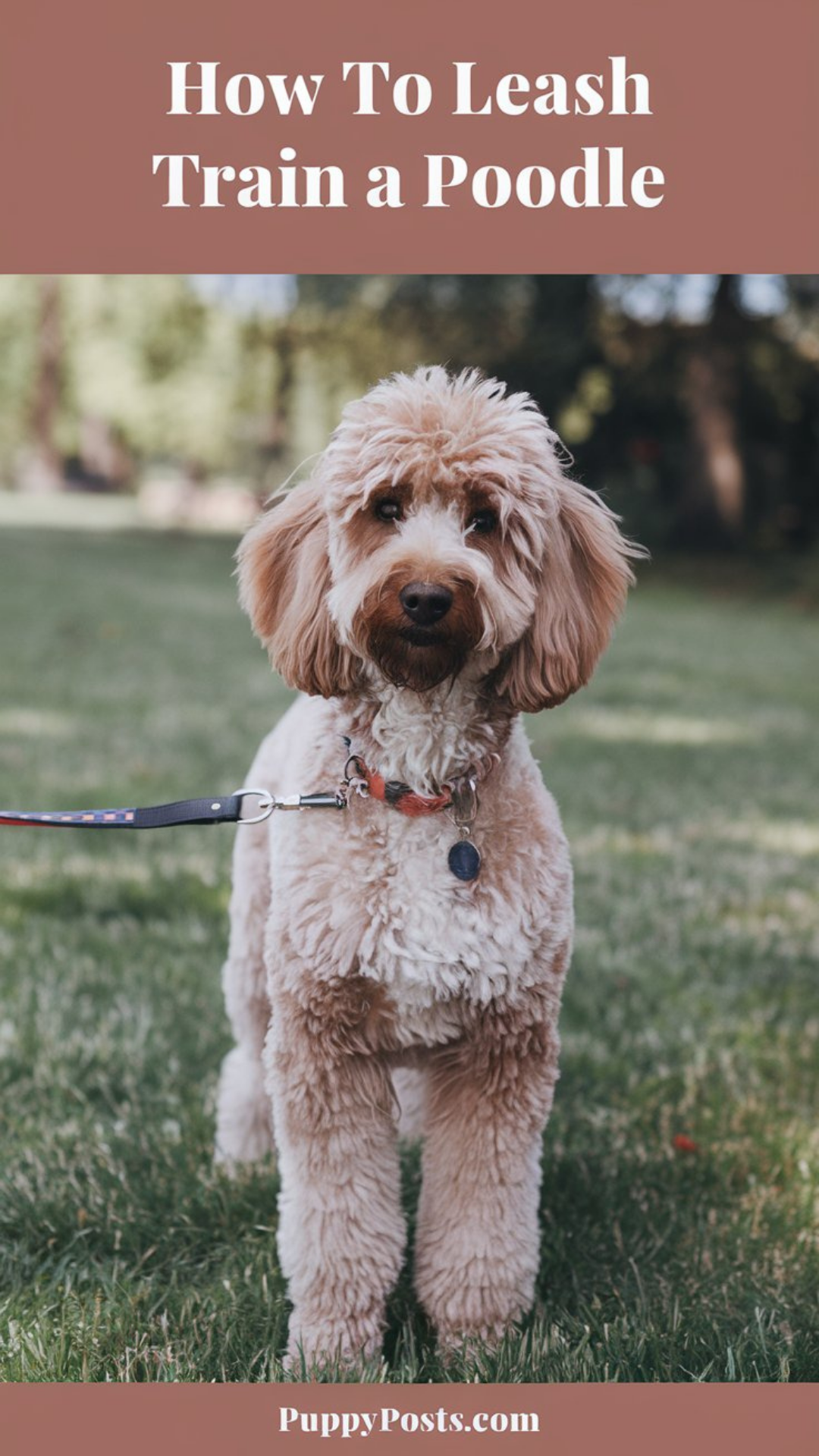 How to leash train a Poodle How to leash train a Poodle