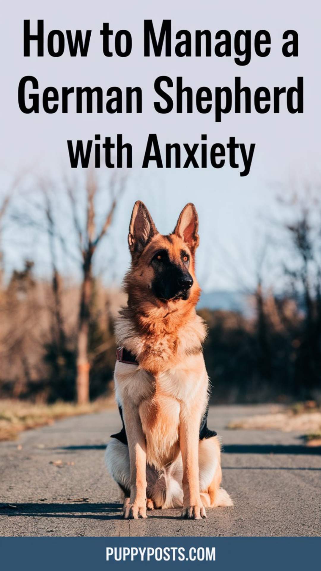 How to manage a German Shepherd with anxiety How to manage a German Shepherd with anxiety