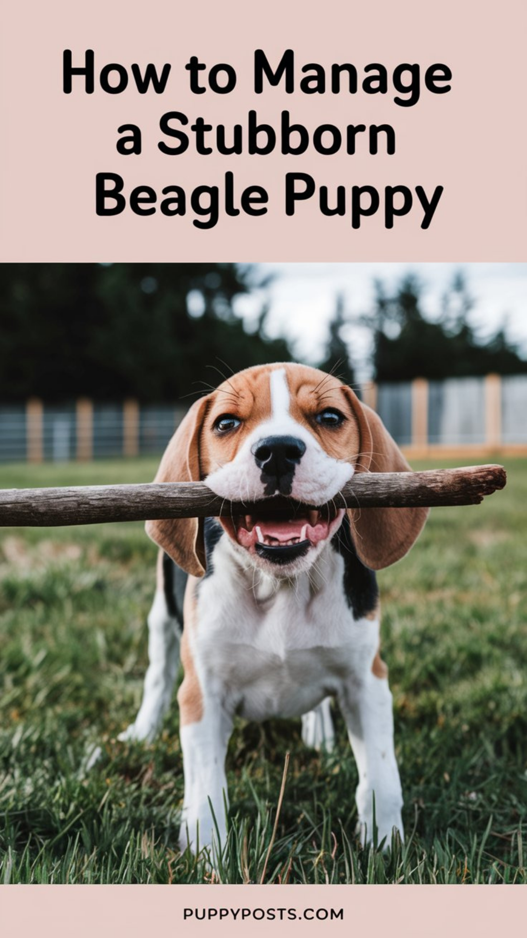 How to manage a stubborn Beagle puppy How to manage a stubborn Beagle puppy