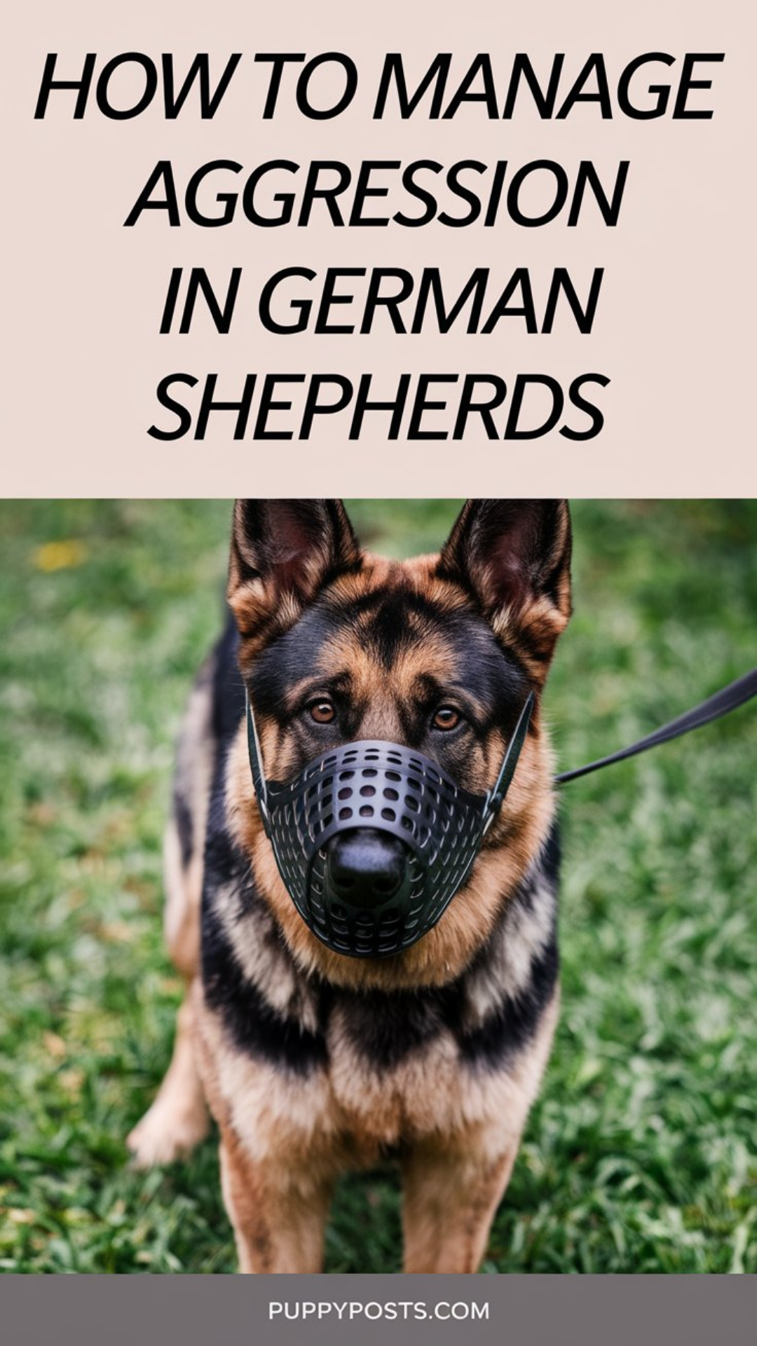How to manage aggression in German Shepherds How to manage aggression in German Shepherds