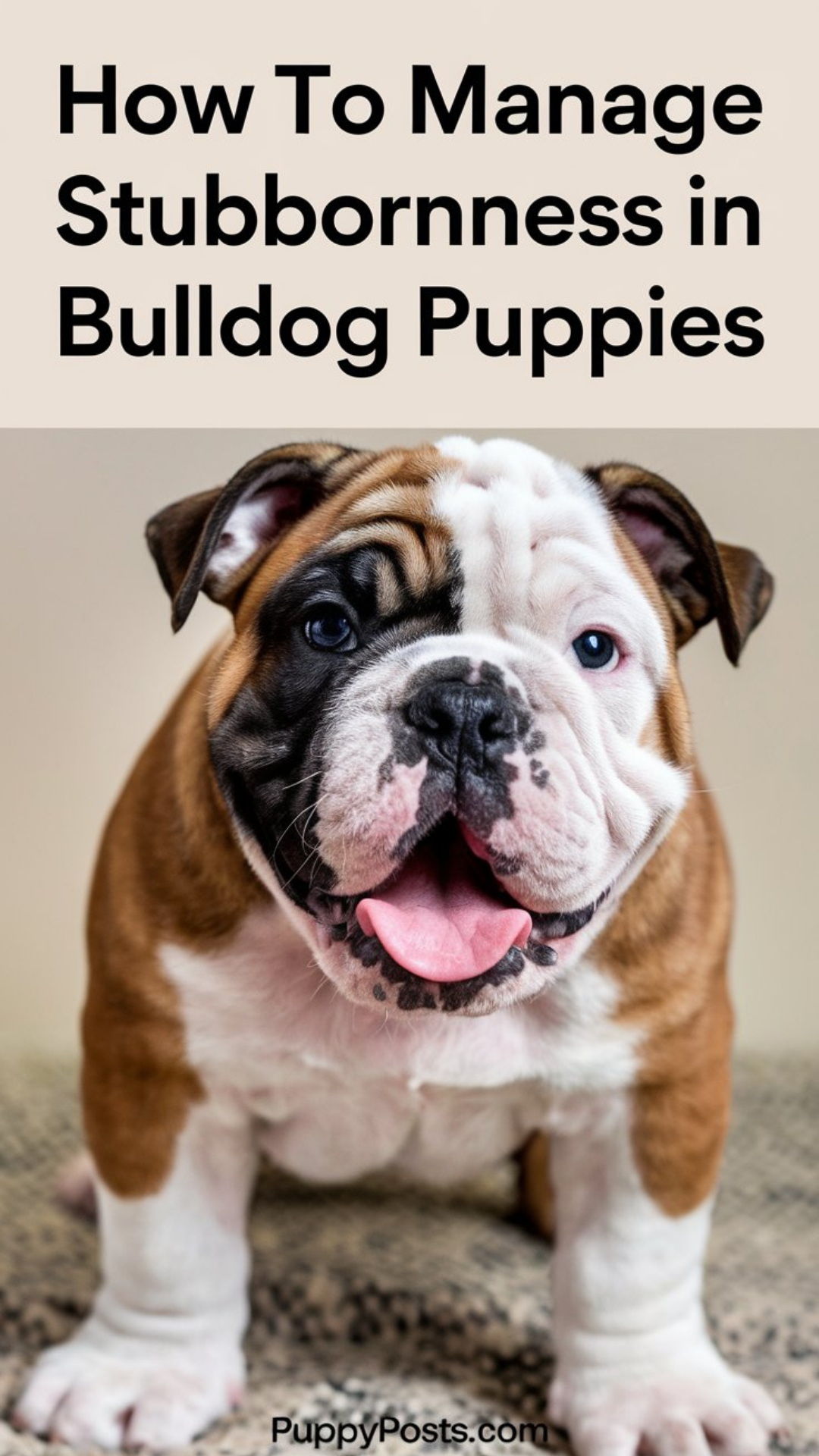 How to manage stubbornness in Bulldog puppies How to manage stubbornness in Bulldog puppies