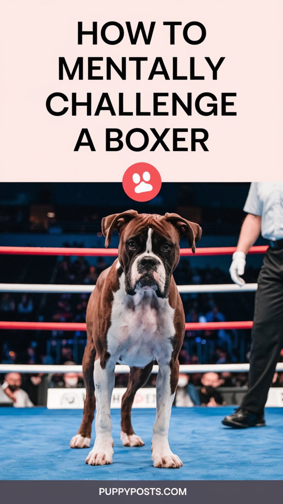 How to mentally challenge a Boxer How to mentally challenge a Boxer