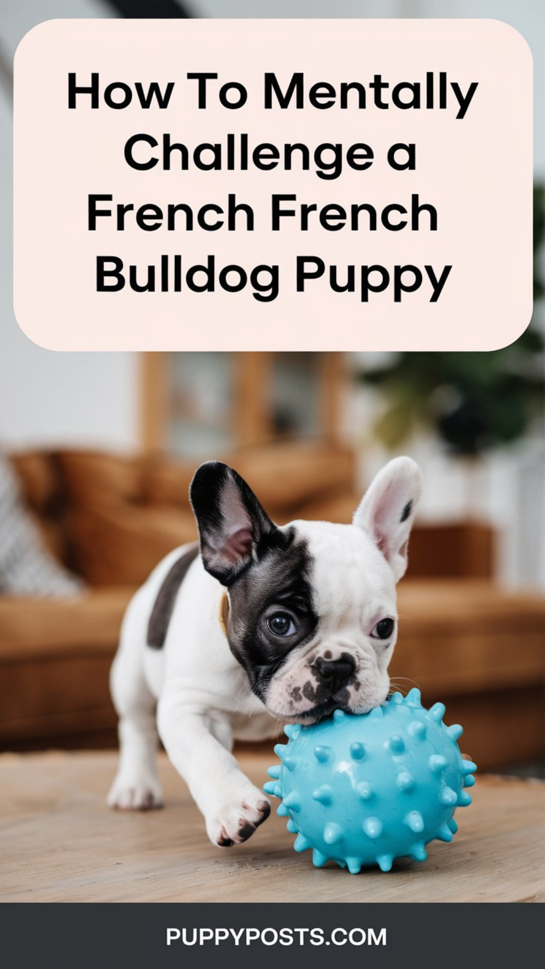 How to mentally challenge a French Bulldog puppy How to mentally challenge a French Bulldog puppy