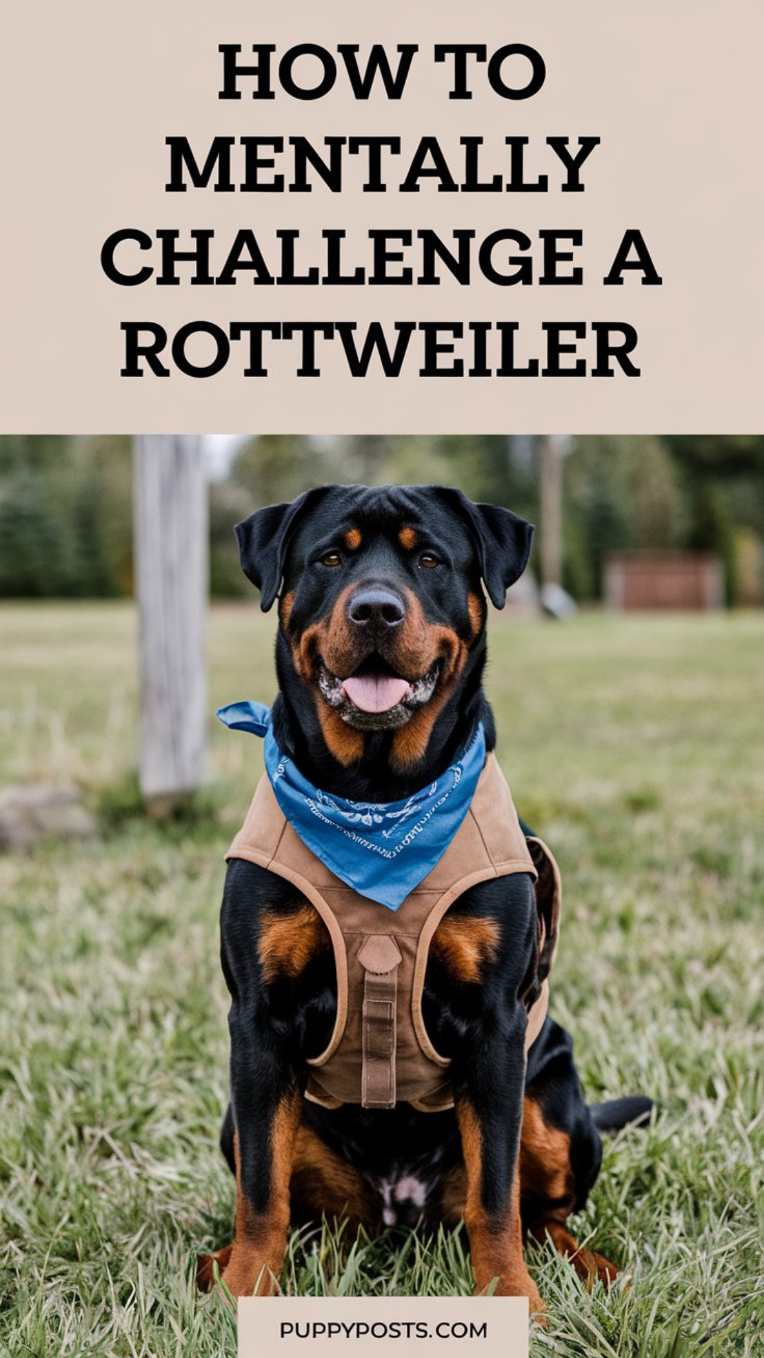 How to mentally challenge a Rottweiler How to mentally challenge a Rottweiler