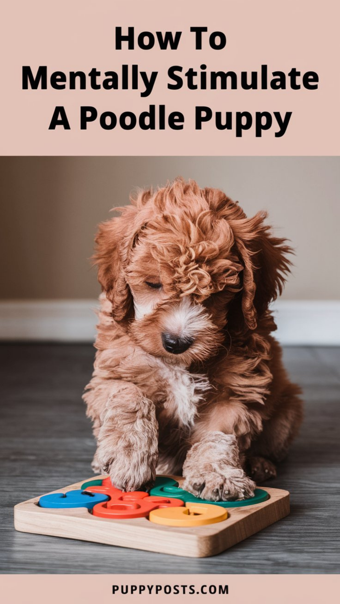 How to mentally stimulate a Poodle puppy