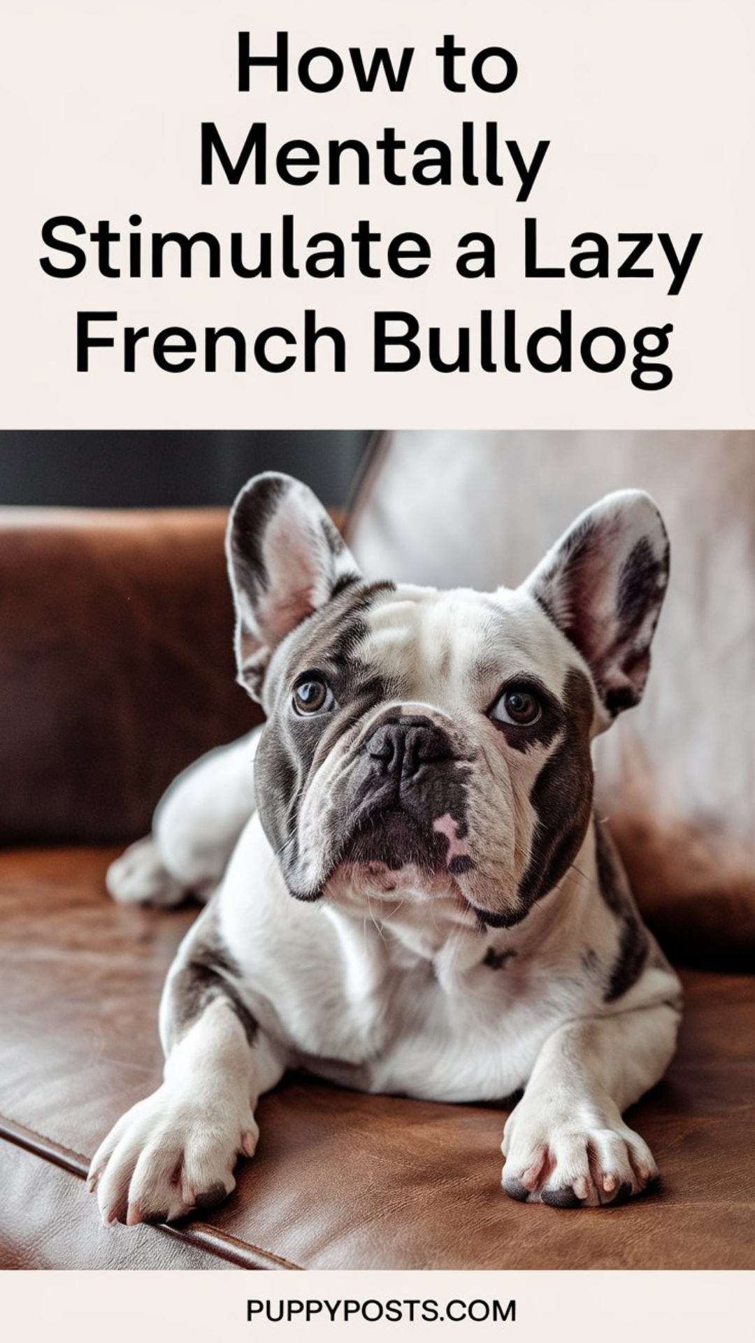 How to mentally stimulate a lazy French Bulldog How to mentally stimulate a lazy French Bulldog