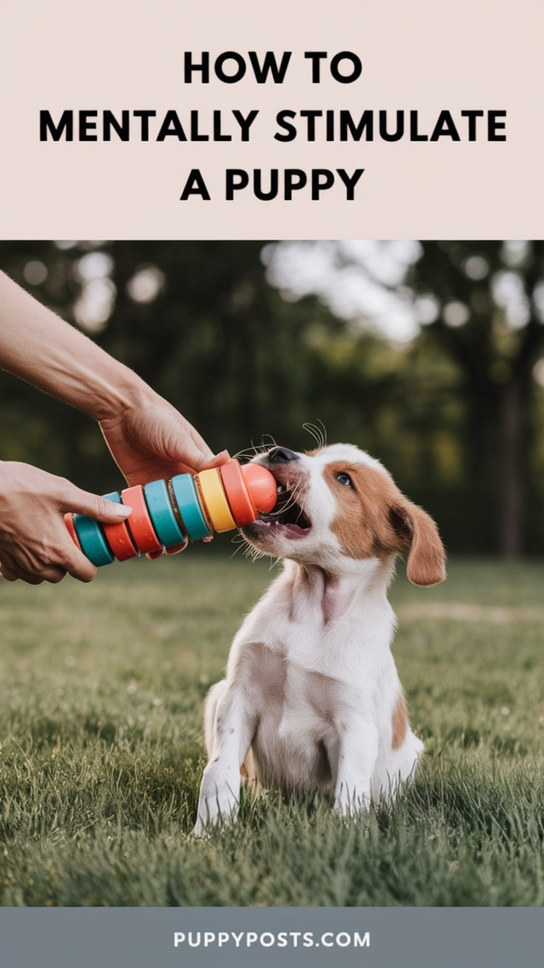 How to mentally stimulate a puppy How to mentally stimulate a puppy