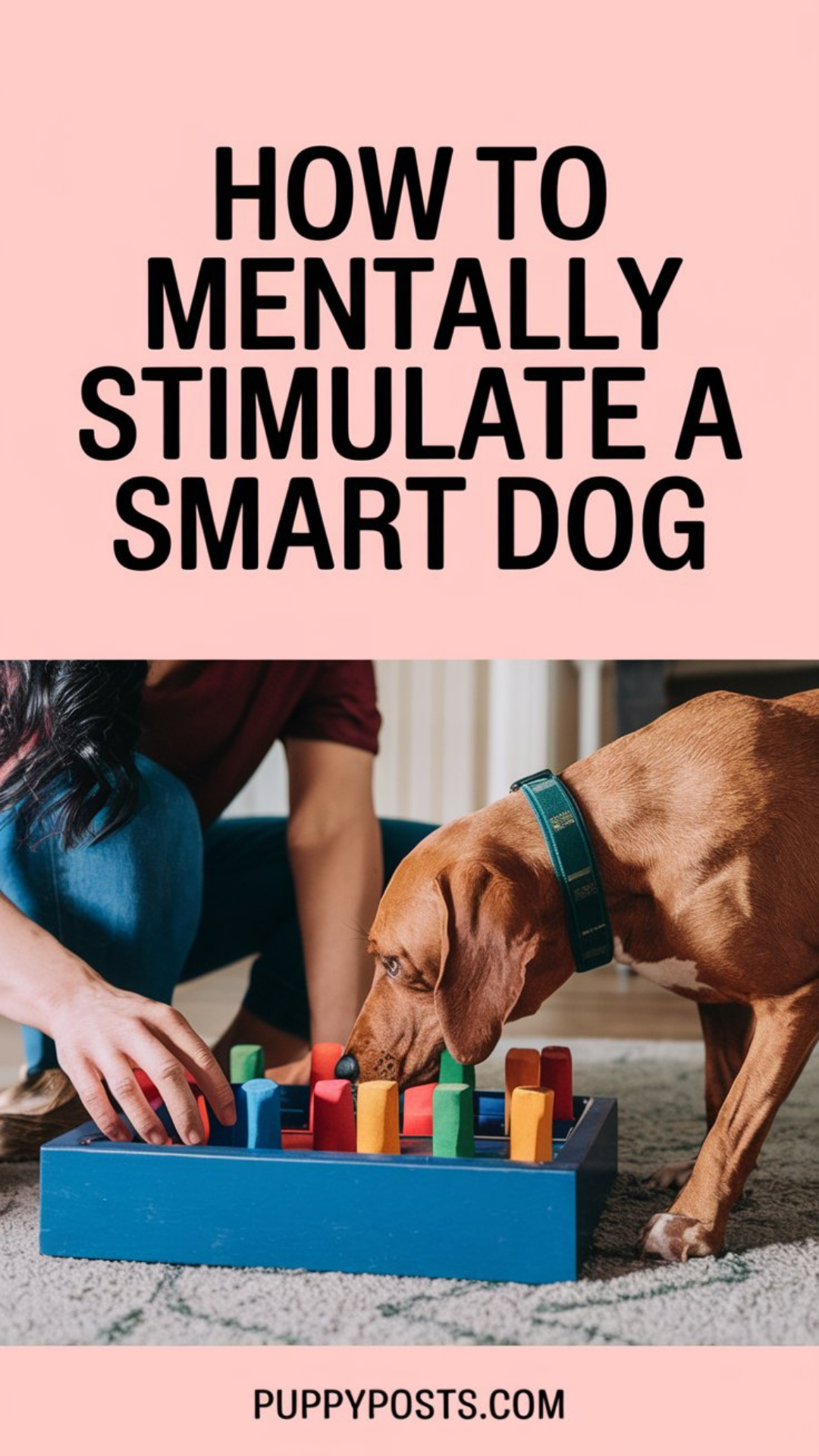 How to mentally stimulate a smart dog How to mentally stimulate a smart dog