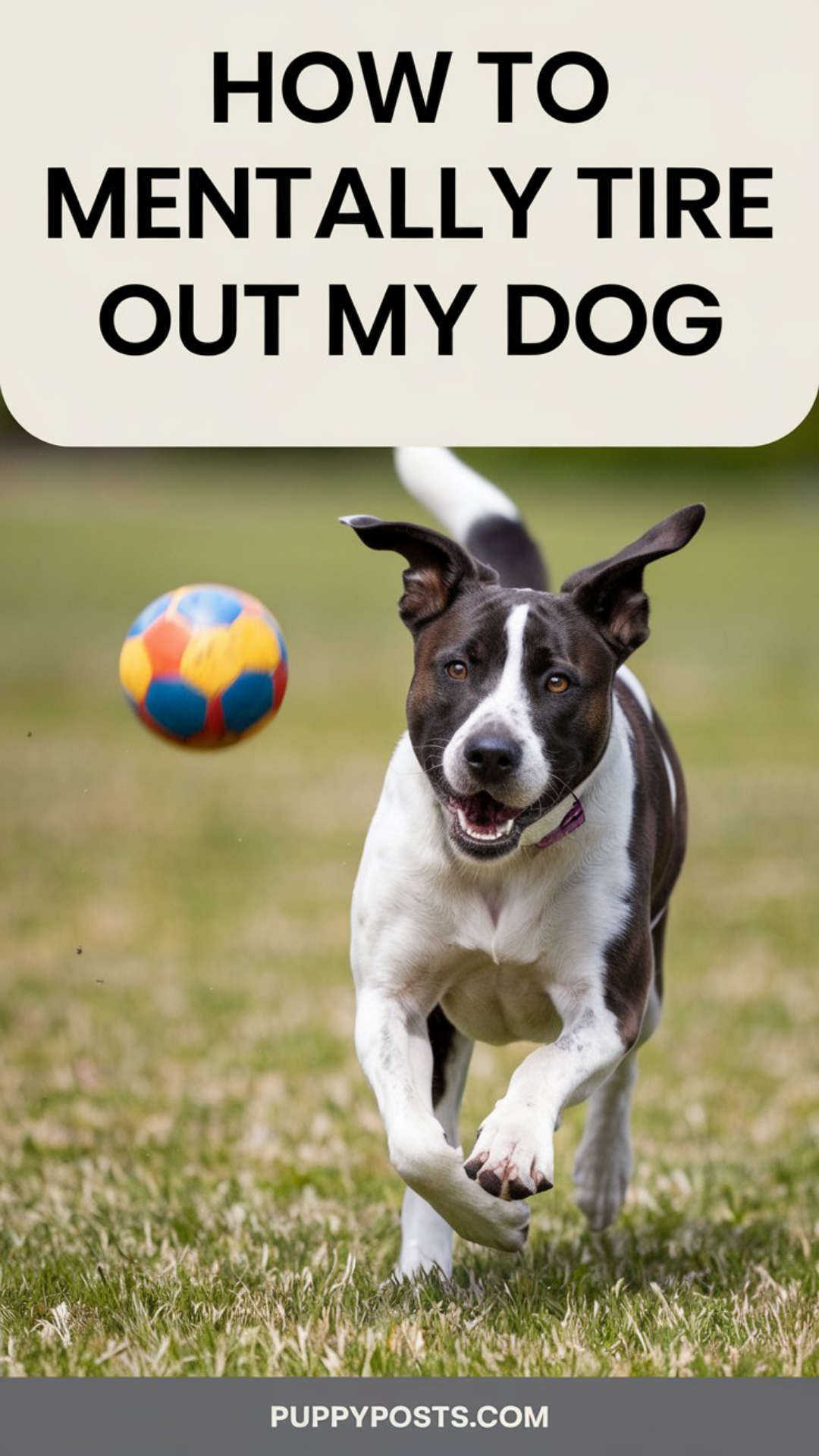 How to mentally tire out my dog How to mentally tire out my dog