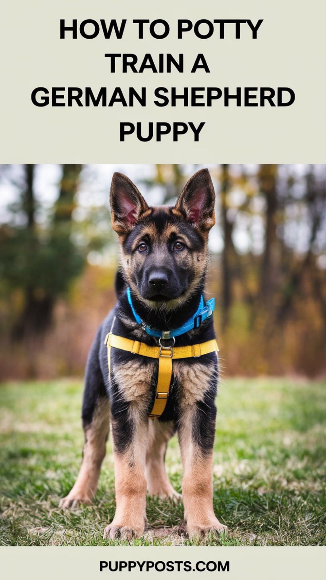 How to potty train a German Shepherd puppy How to potty train a German Shepherd puppy