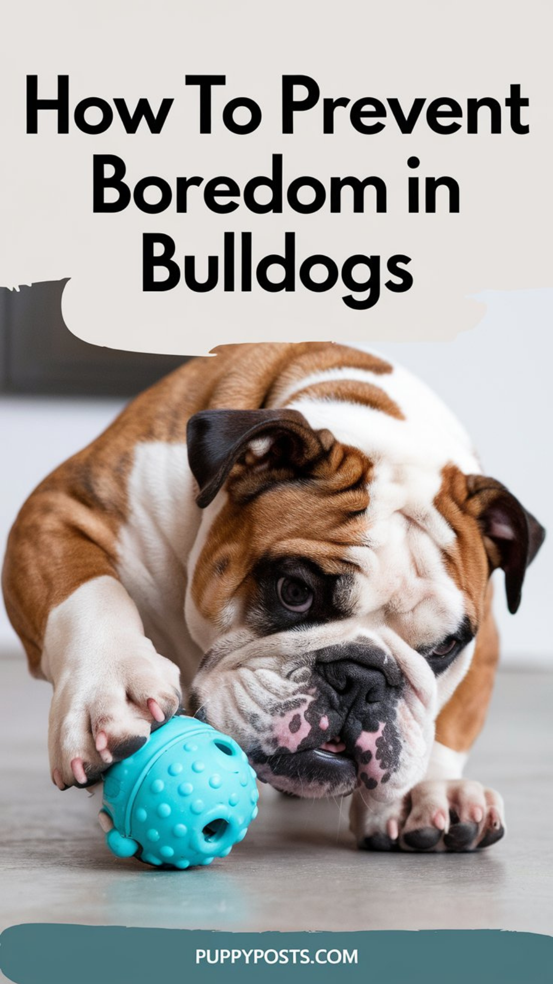 How to prevent boredom in Bulldogs How to prevent boredom in Bulldogs