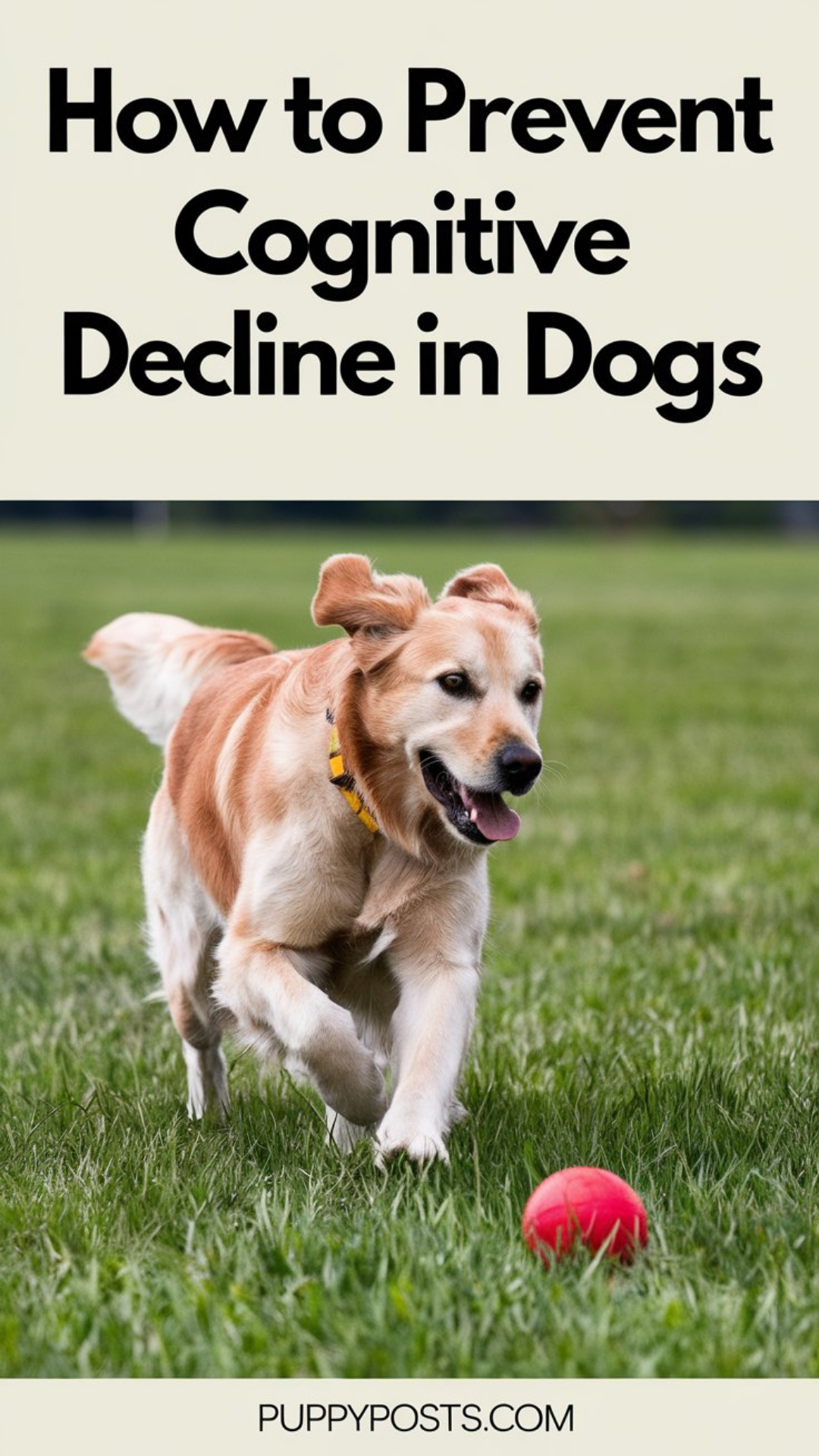 How to prevent cognitive decline in dogs How to prevent cognitive decline in dogs