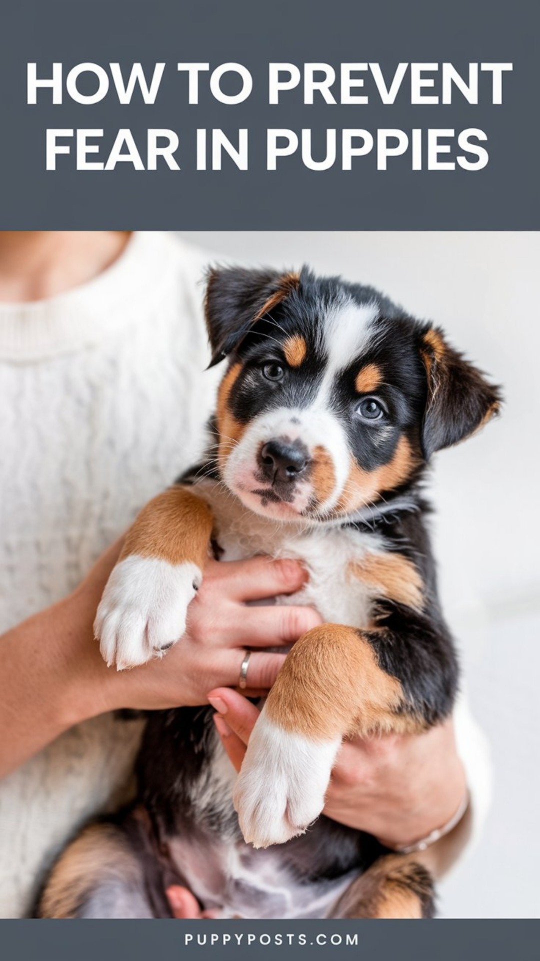 How to prevent fear in puppies How to prevent fear in puppies