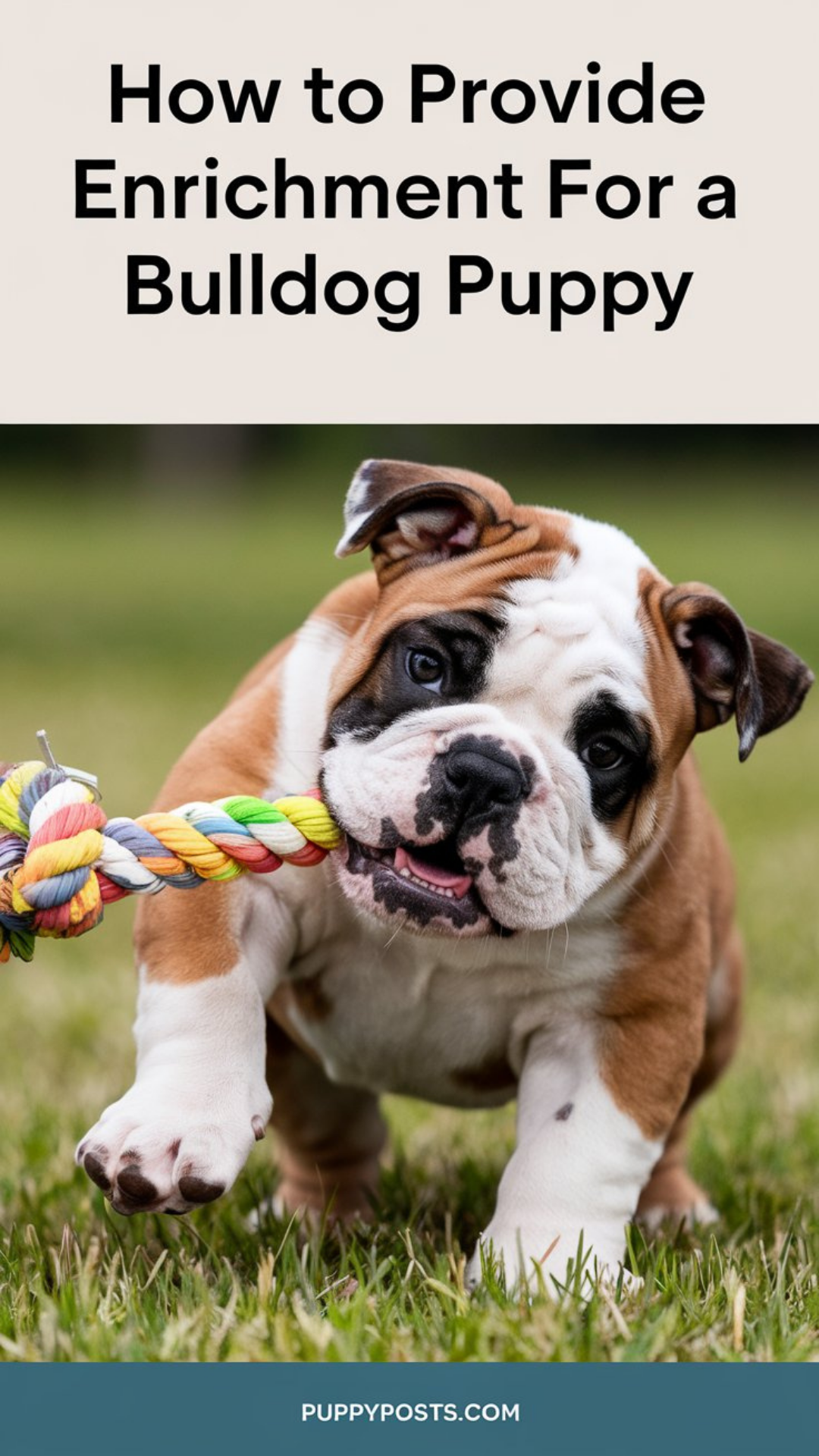How to provide enrichment for a Bulldog puppy How to provide enrichment for a Bulldog puppy