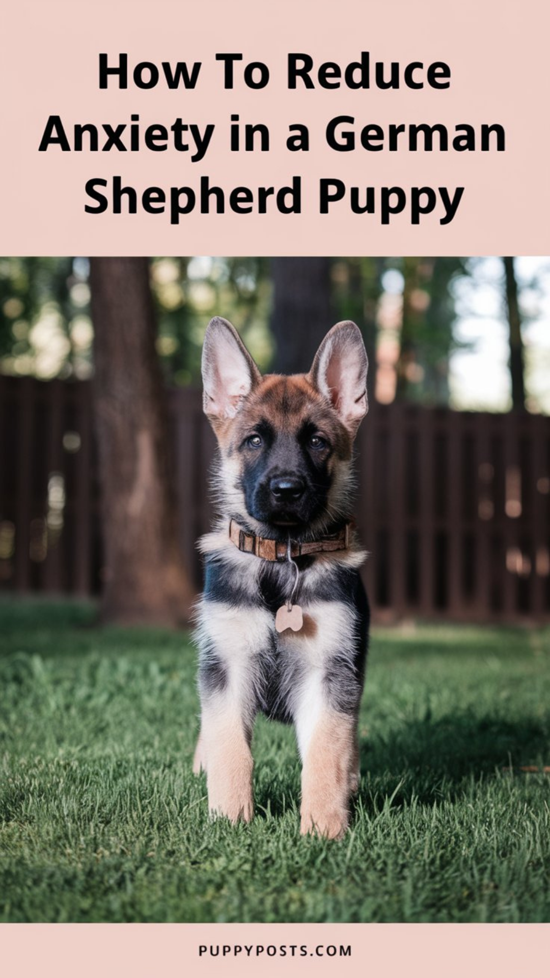 How to reduce anxiety in a German Shepherd puppy