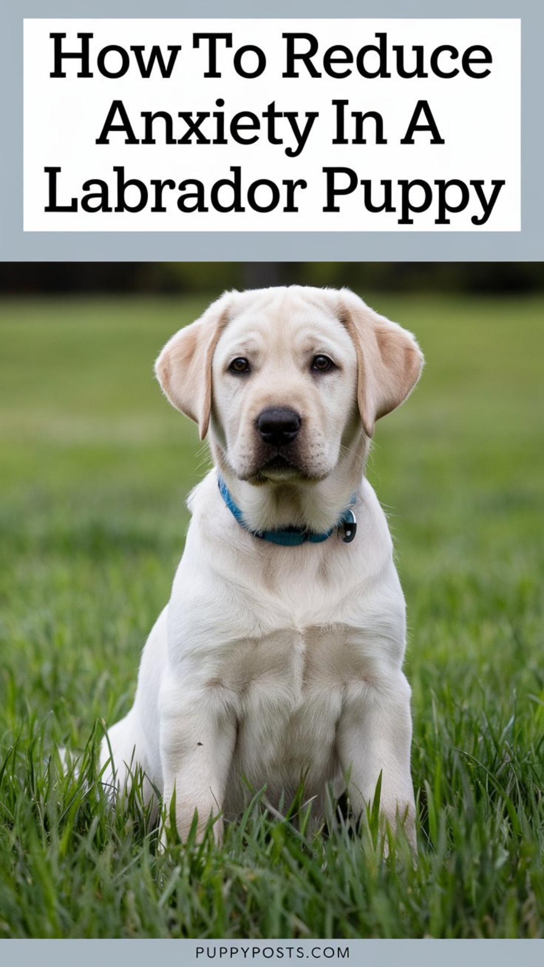 How to reduce anxiety in a Labrador puppy How to reduce anxiety in a Labrador puppy