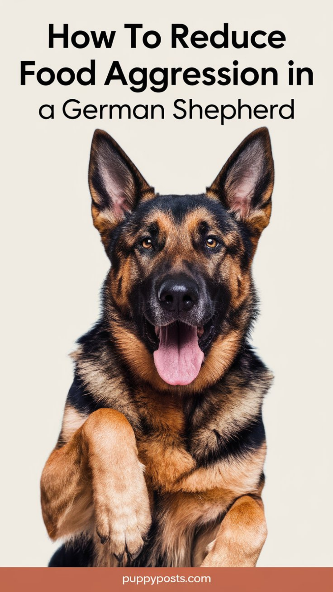 How to reduce food aggression in a German Shepherd How to reduce food aggression in a German Shepherd