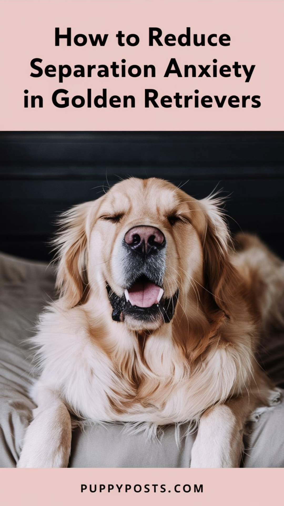 How to reduce separation anxiety in Golden Retrievers How to reduce separation anxiety in Golden Retrievers