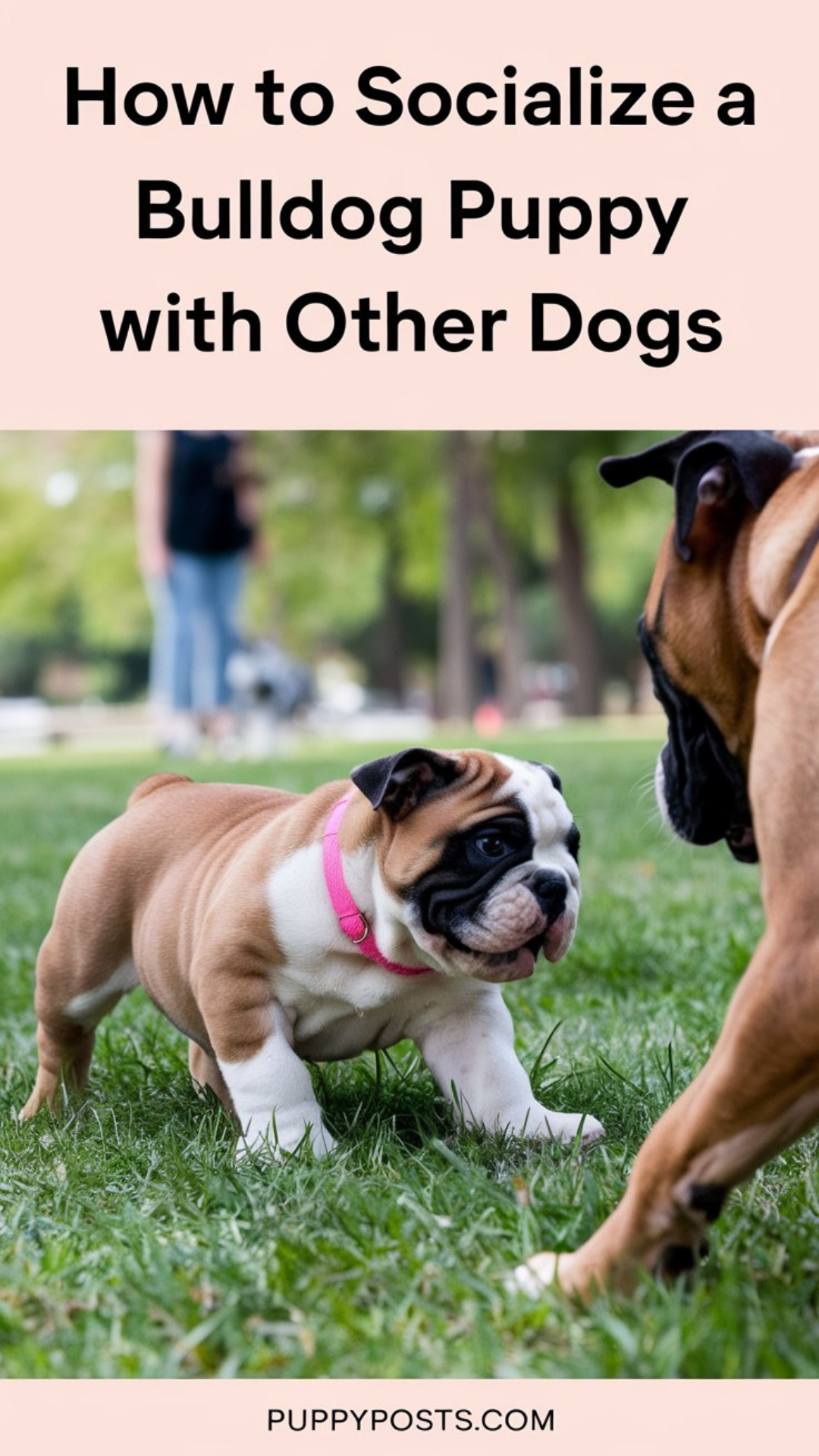 How to socialize a Bulldog puppy with other dogs How to socialize a Bulldog puppy with other dogs